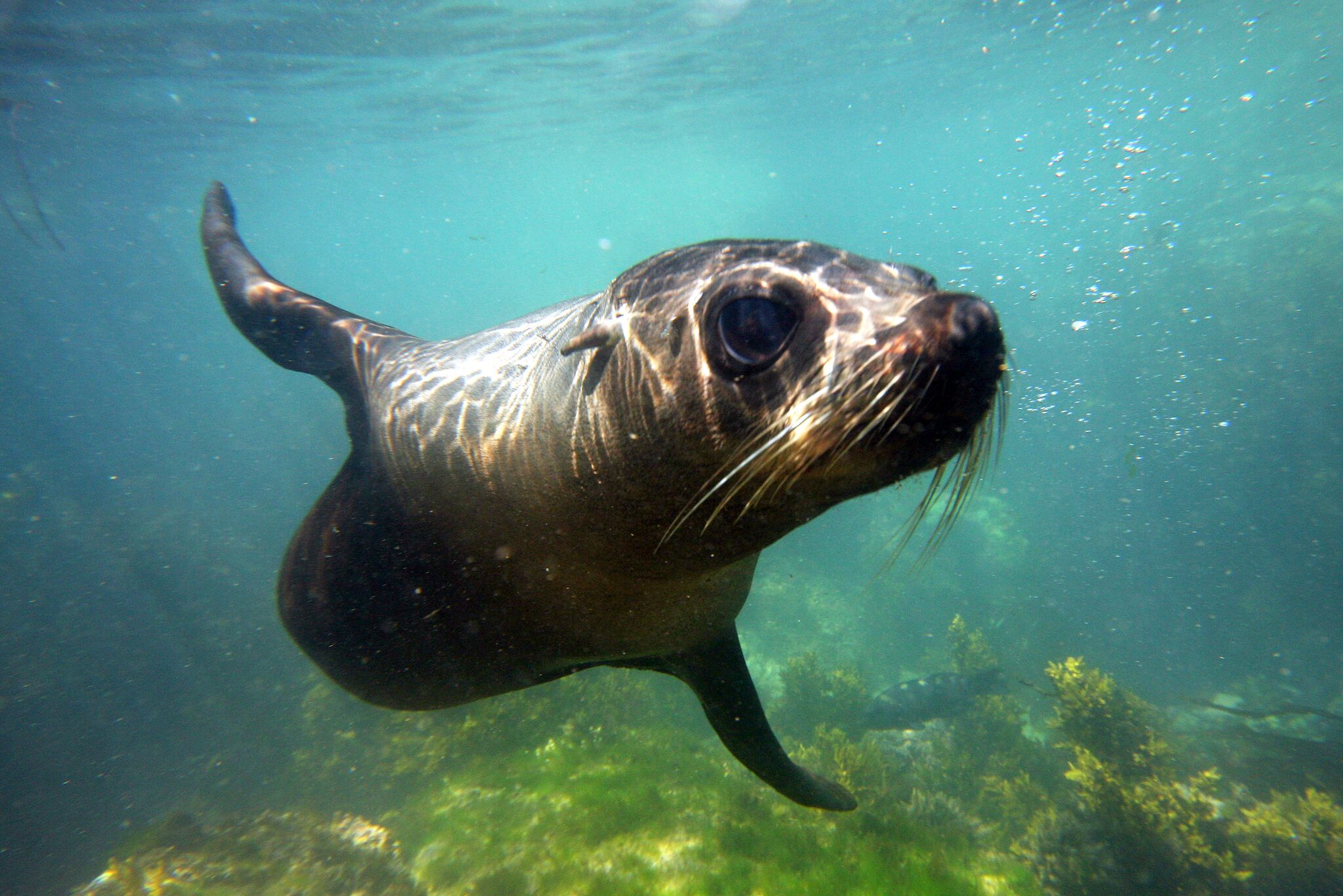 Lonely Planet call Kaikoura Seal Swim  "Top 10 Best Marine Encounter - Worldwide".