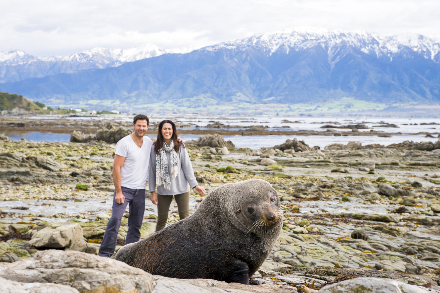 There maybe more fur seals then residents in Kaikoura.