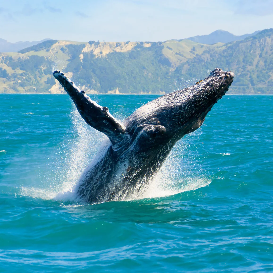humpback-sq.jpg