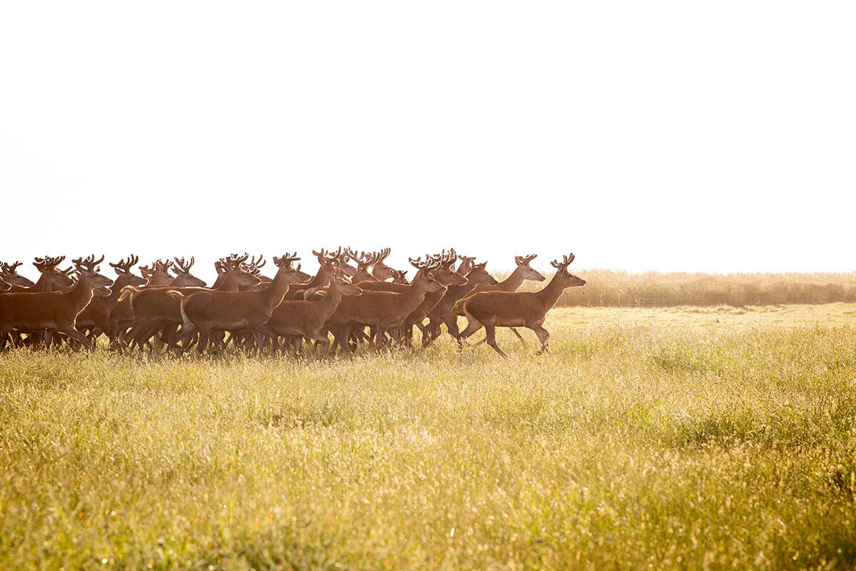 deer-running.jpg