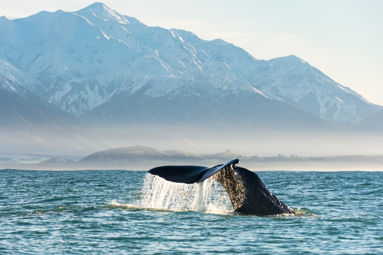 Spotting Kaikōura&rsquo;s unique and abundant wildlife is one of the highlights of a stay with us. This month we&rsquo;re shining the spotlight on sperm whales.

One of Kaikōura&rsquo;s most famous visitors, for good reason. They set hearts racing wh