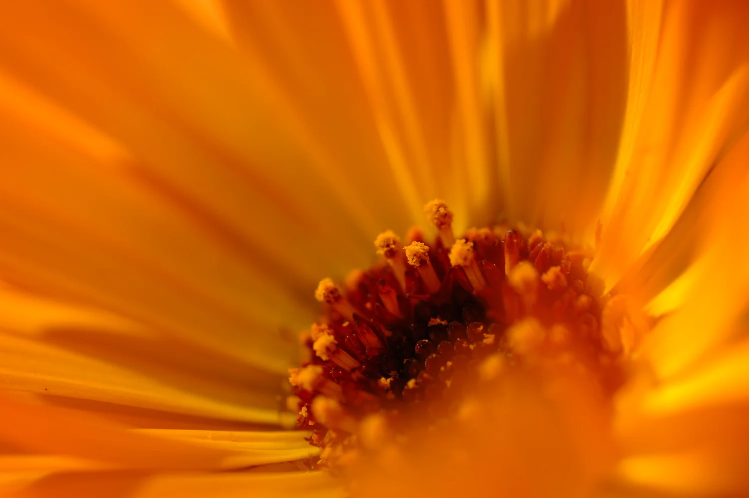 calendula-1160334.jpg