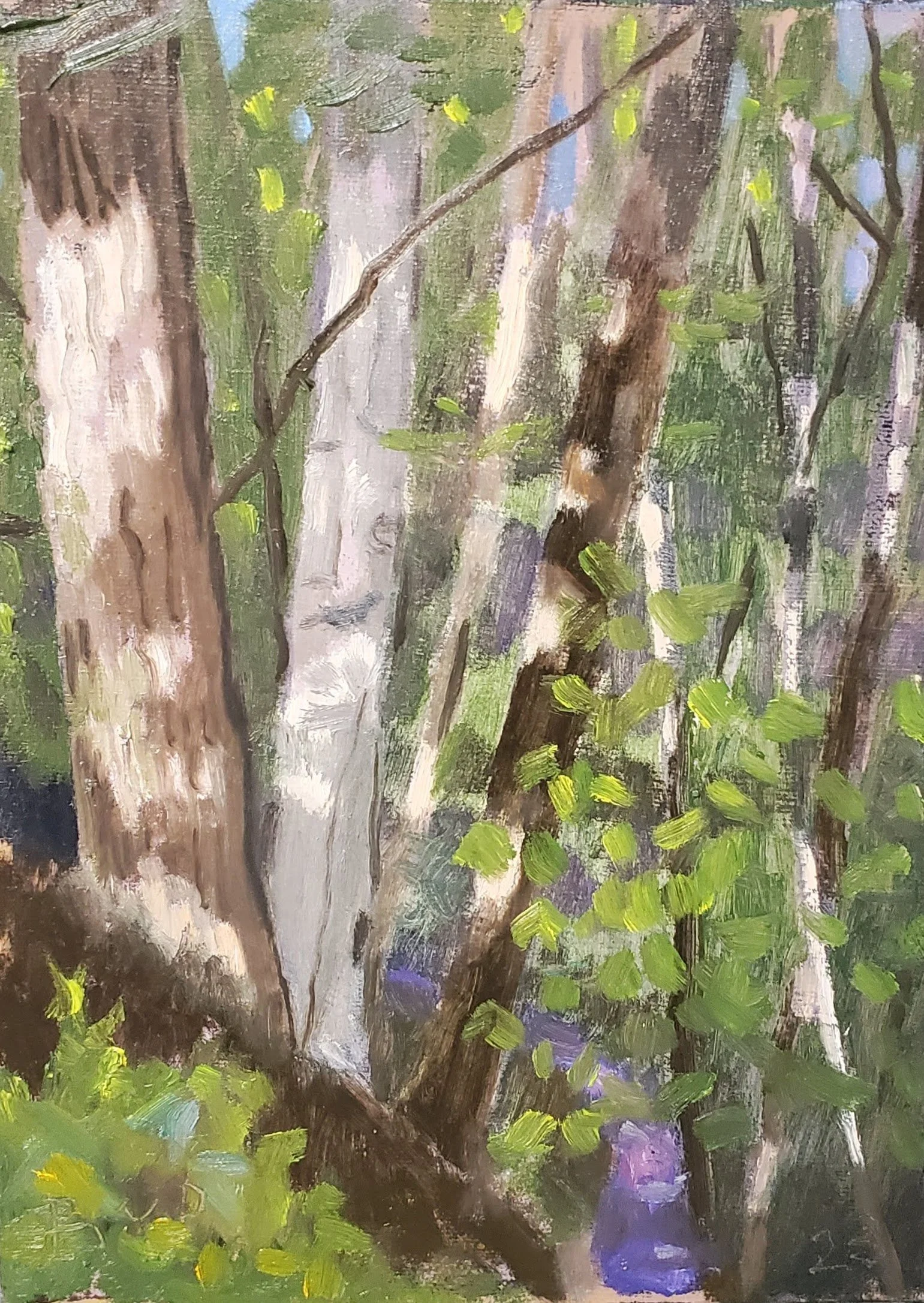 Dappled Light 2023.jpg