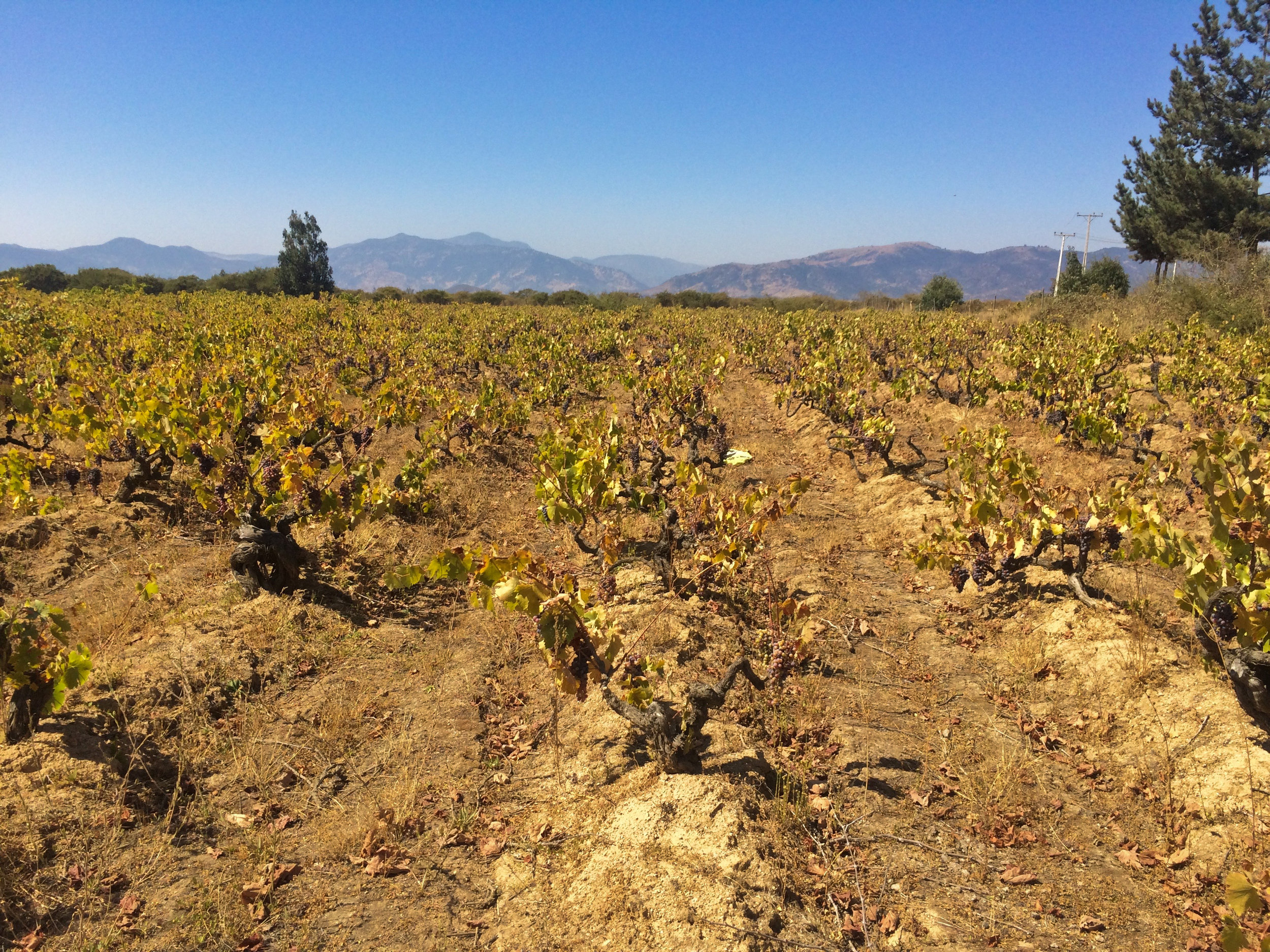 wilde País bushvines