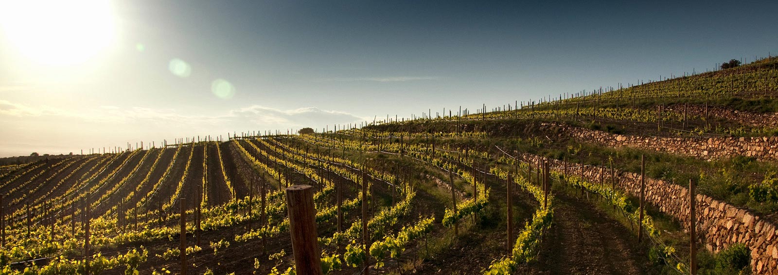 Een deel van De 25 hectare tellende wijngaard in Cap de Creus die wij zullen onderhouden 