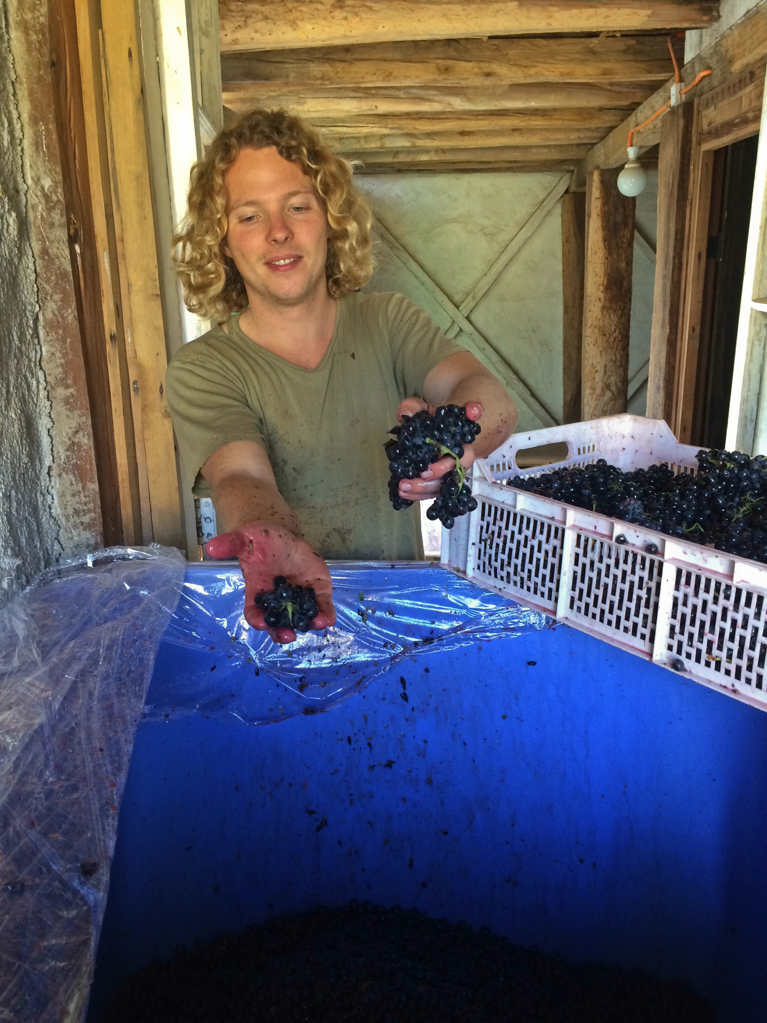 Destemming syrah by hand