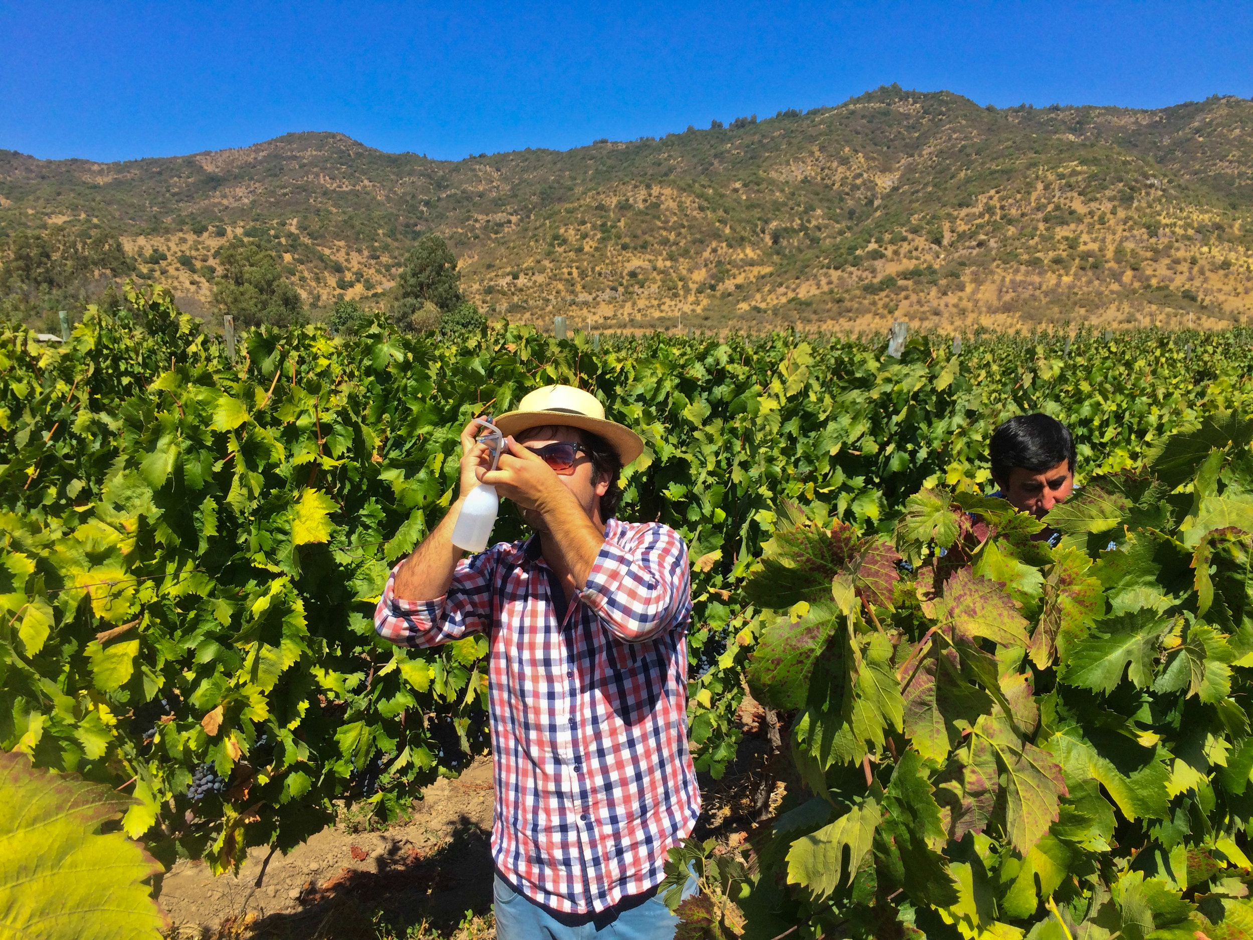 Pancho's checking the sugar ripeness of the carignan