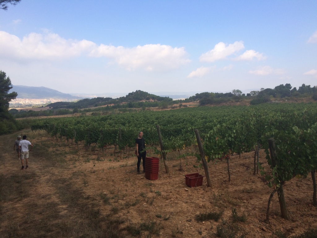 Dido harvesting our chenin blanc