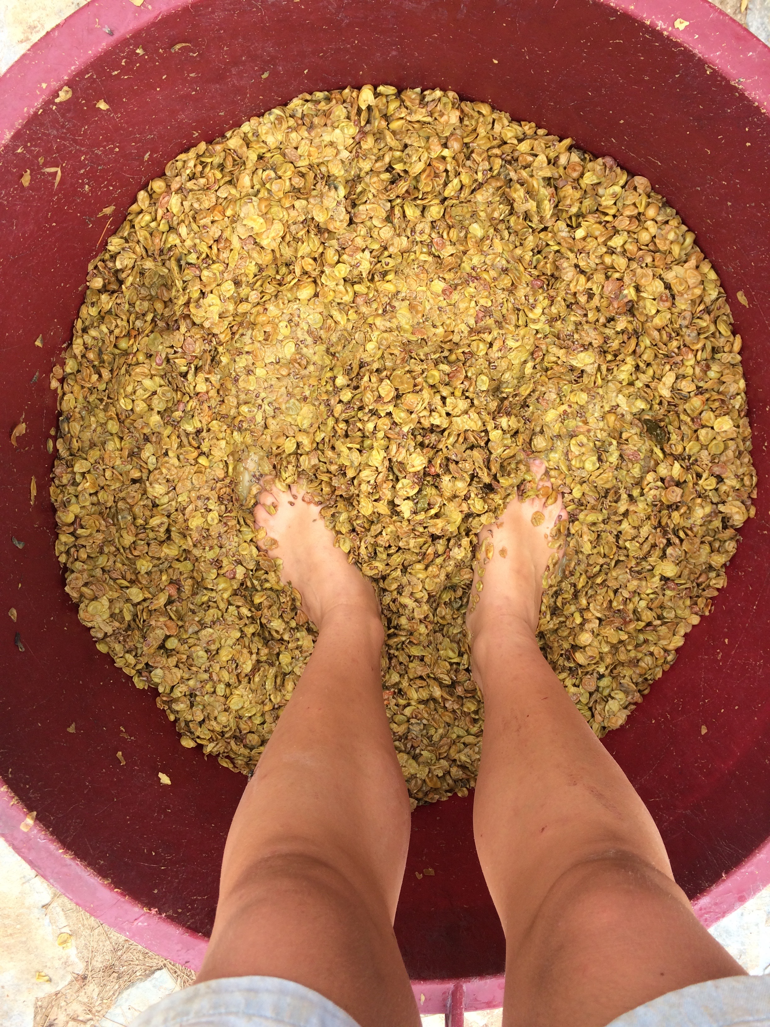 crushing grapes by feet first before pressing