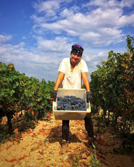 We chose to harvest the grapes early, for a racy acidity