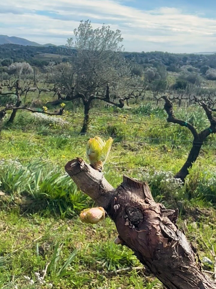 Budburst 🌱

It&rsquo;s hard to imagine that the grapes of this vintage are already hidden inside these tiny leaves. Spring is around the corner, and with it comes the start of a new season in the vineyard &mdash; always exciting, and always a little