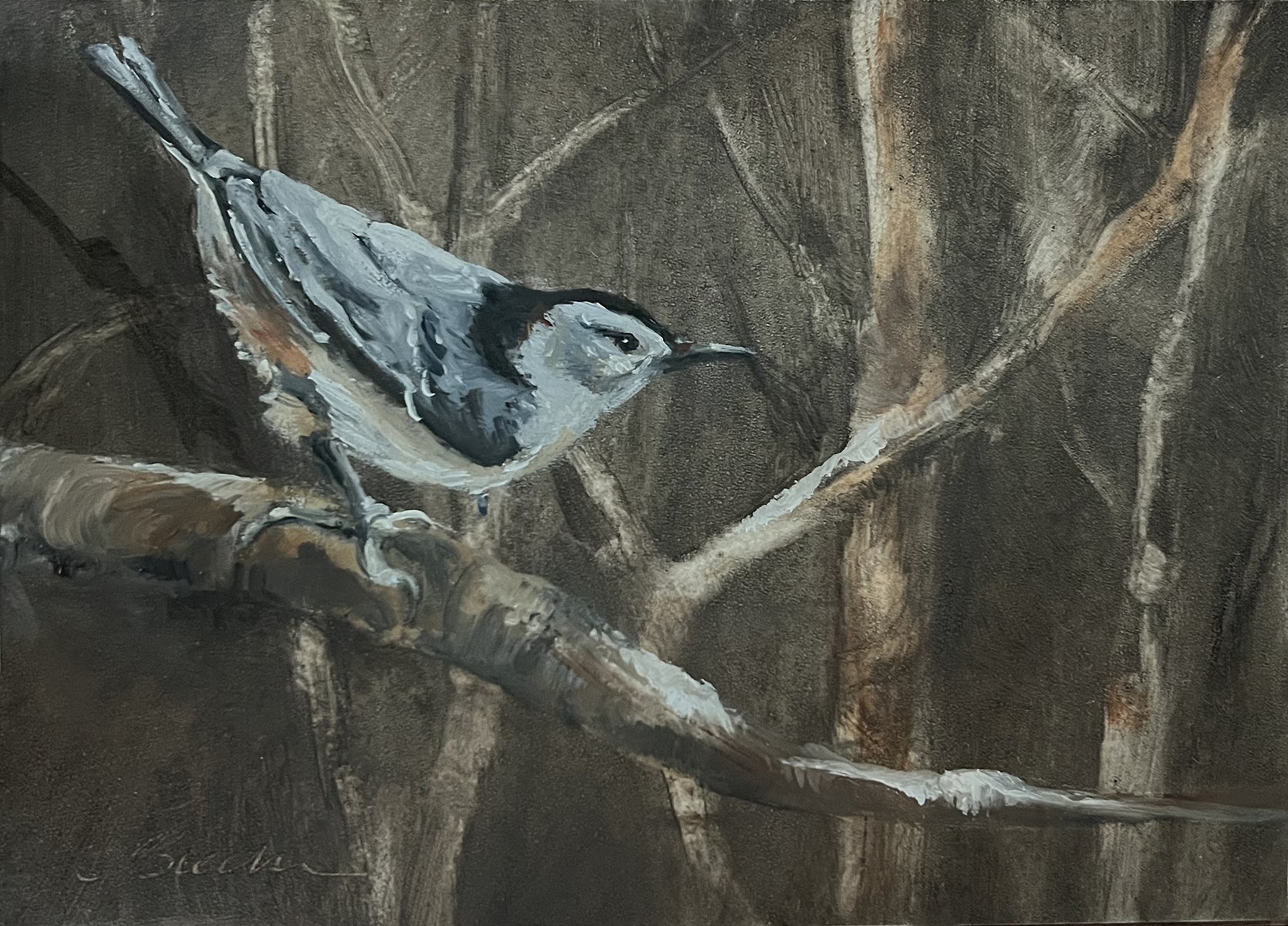 White Breasted Nuthatch