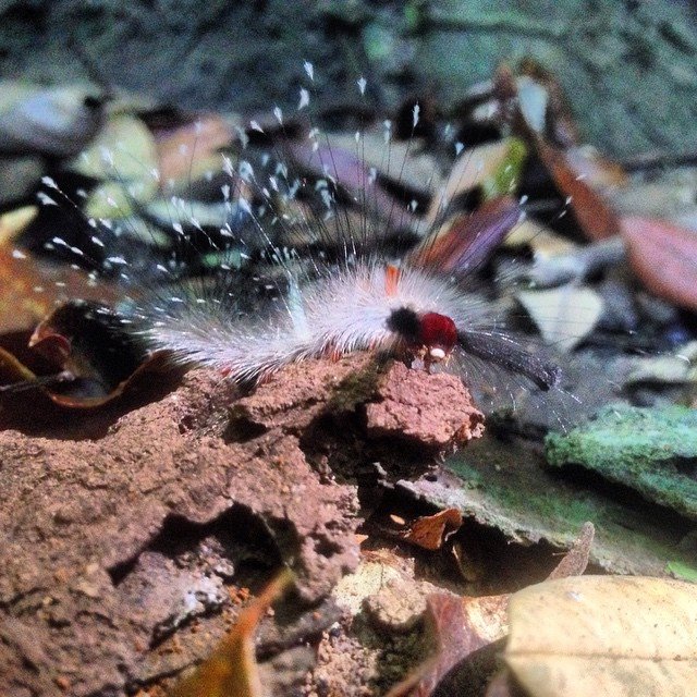 caterpillar on GC.jpg