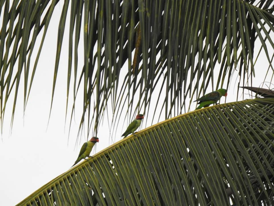 Blue-naped parrot