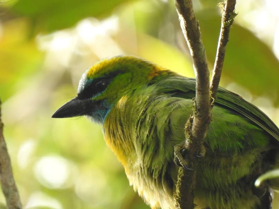 Golden-naped barbet
