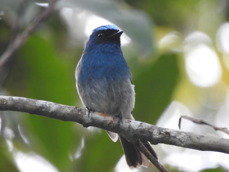 Indigo flycatcher