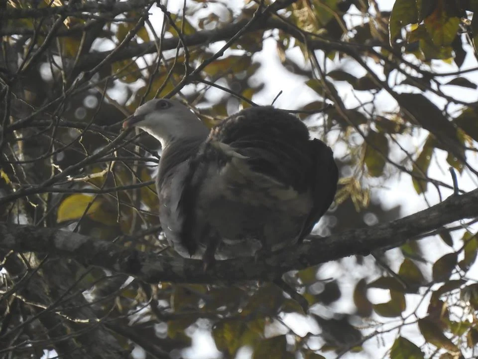 Mountain imperial pigeon