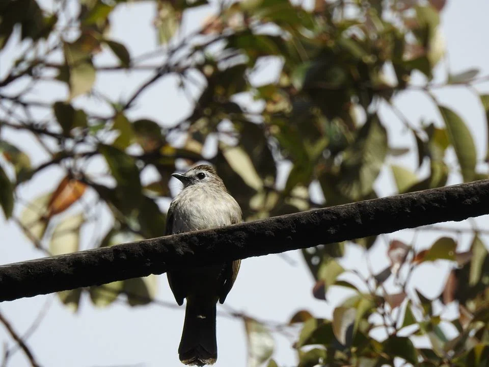 Pale-faced bulbul