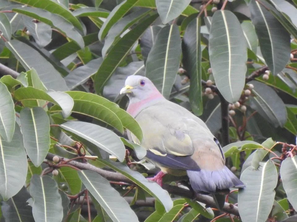 Pink-necked green pigeon
