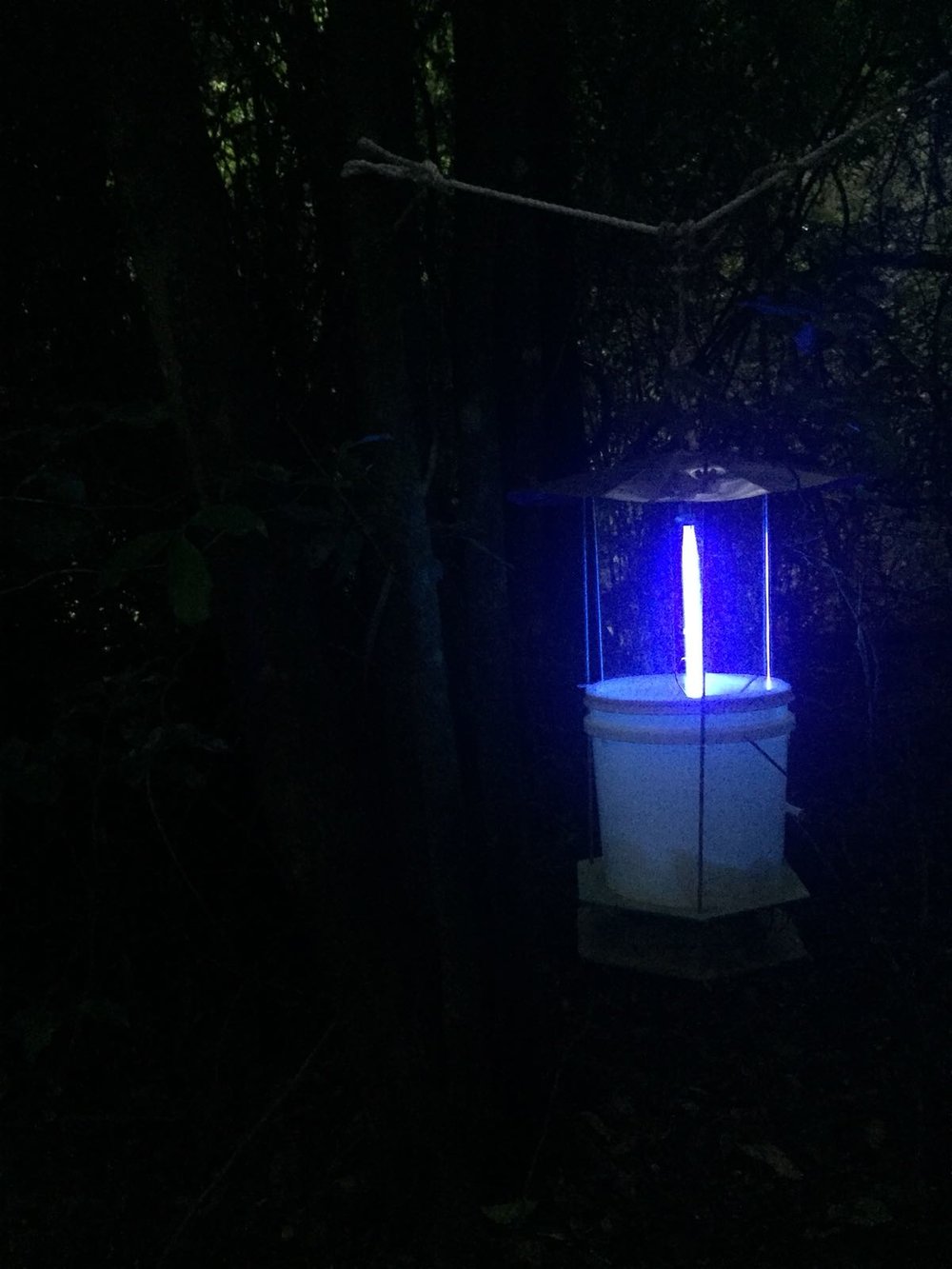 Pennsylvania-style light trap at night