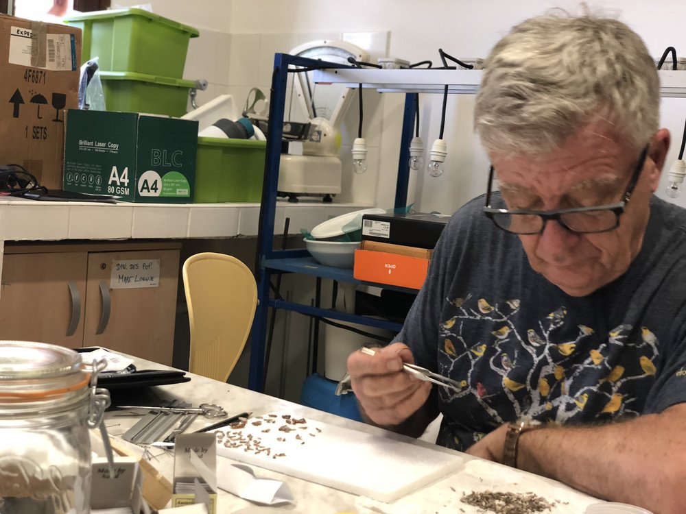 Roger Kitching sorting moths