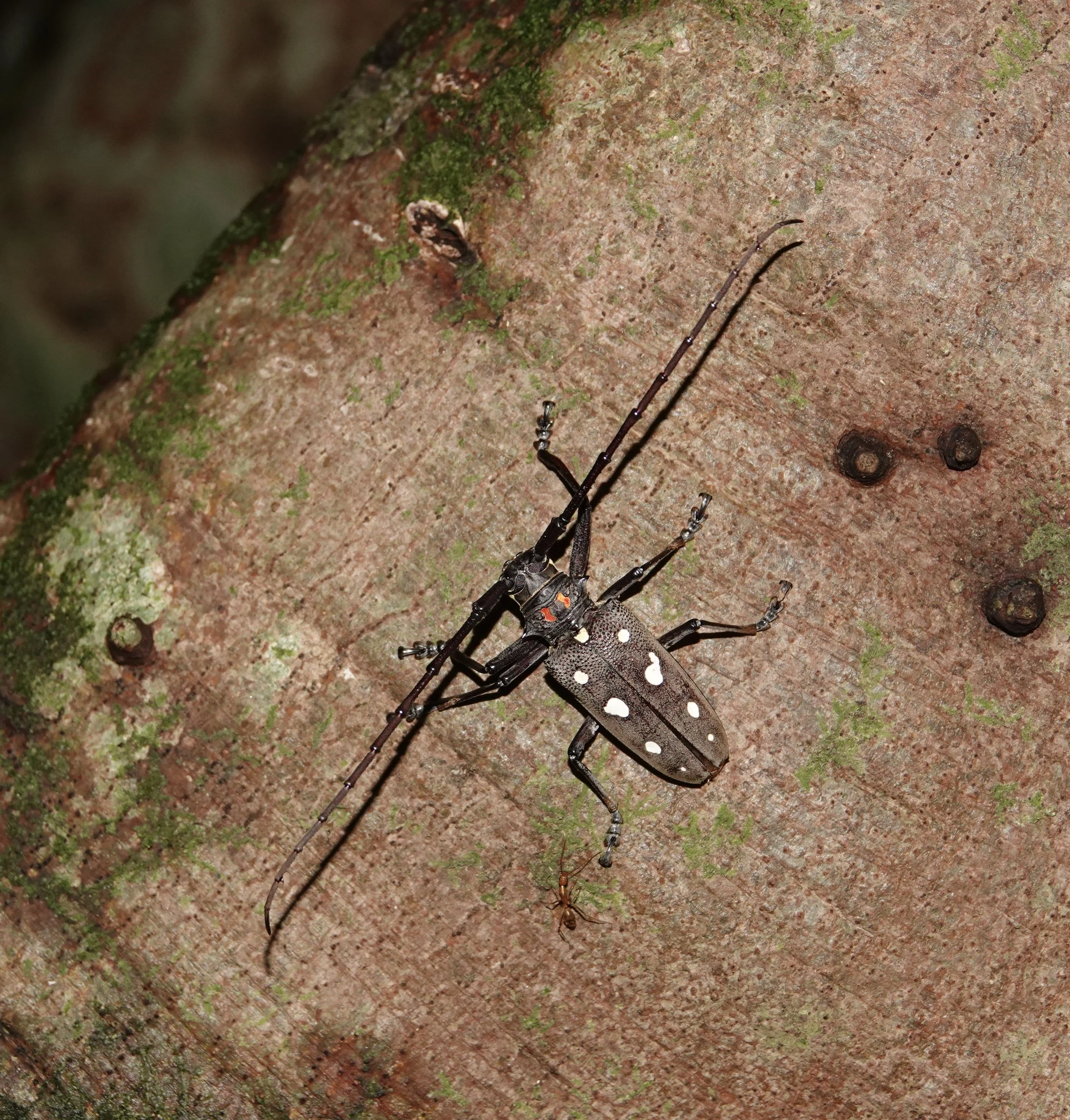 Cerambycid beetle (Batocera rubus), Lamma Island, Hong Kong