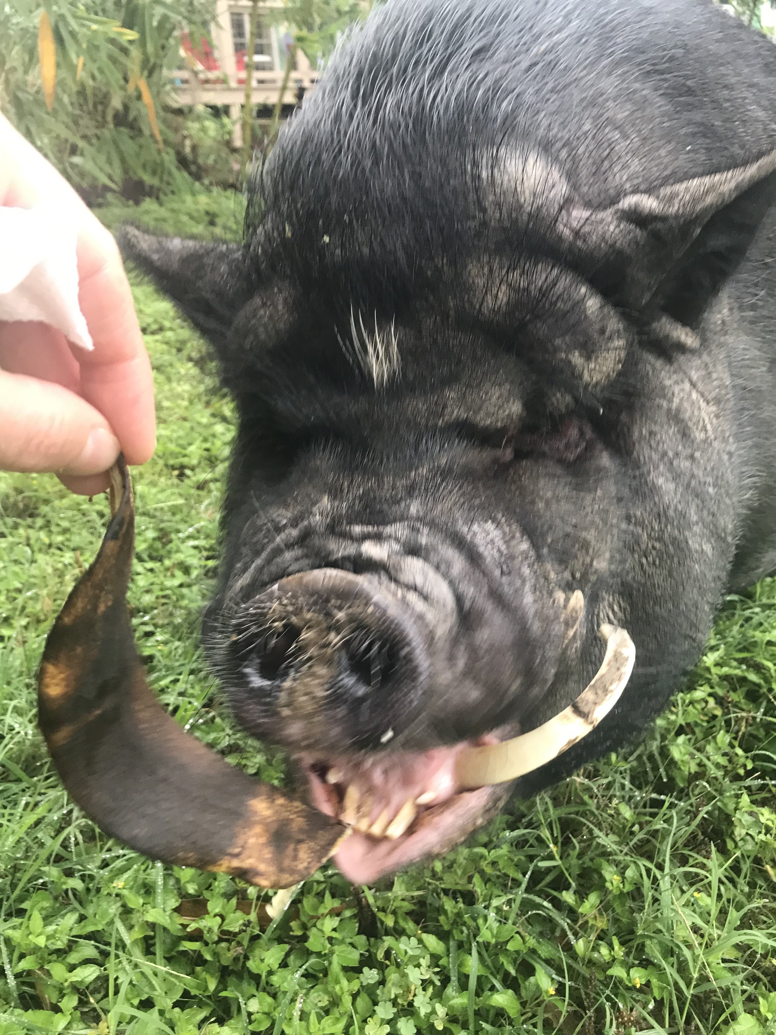 The pigs have enjoyed banana peels, mango peels, strawberry, white part of scallion only.