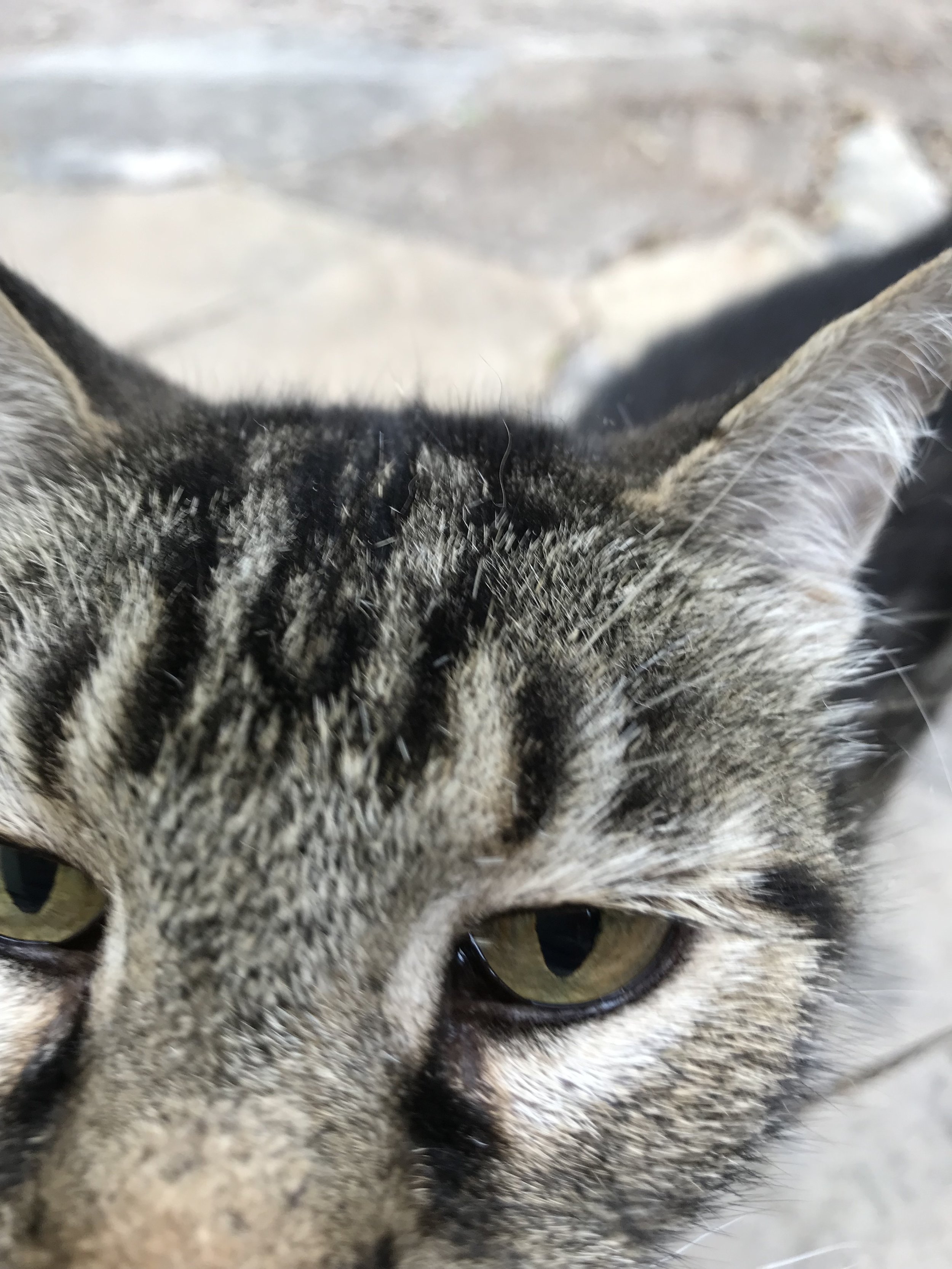 Don't know cat's name if it has a name