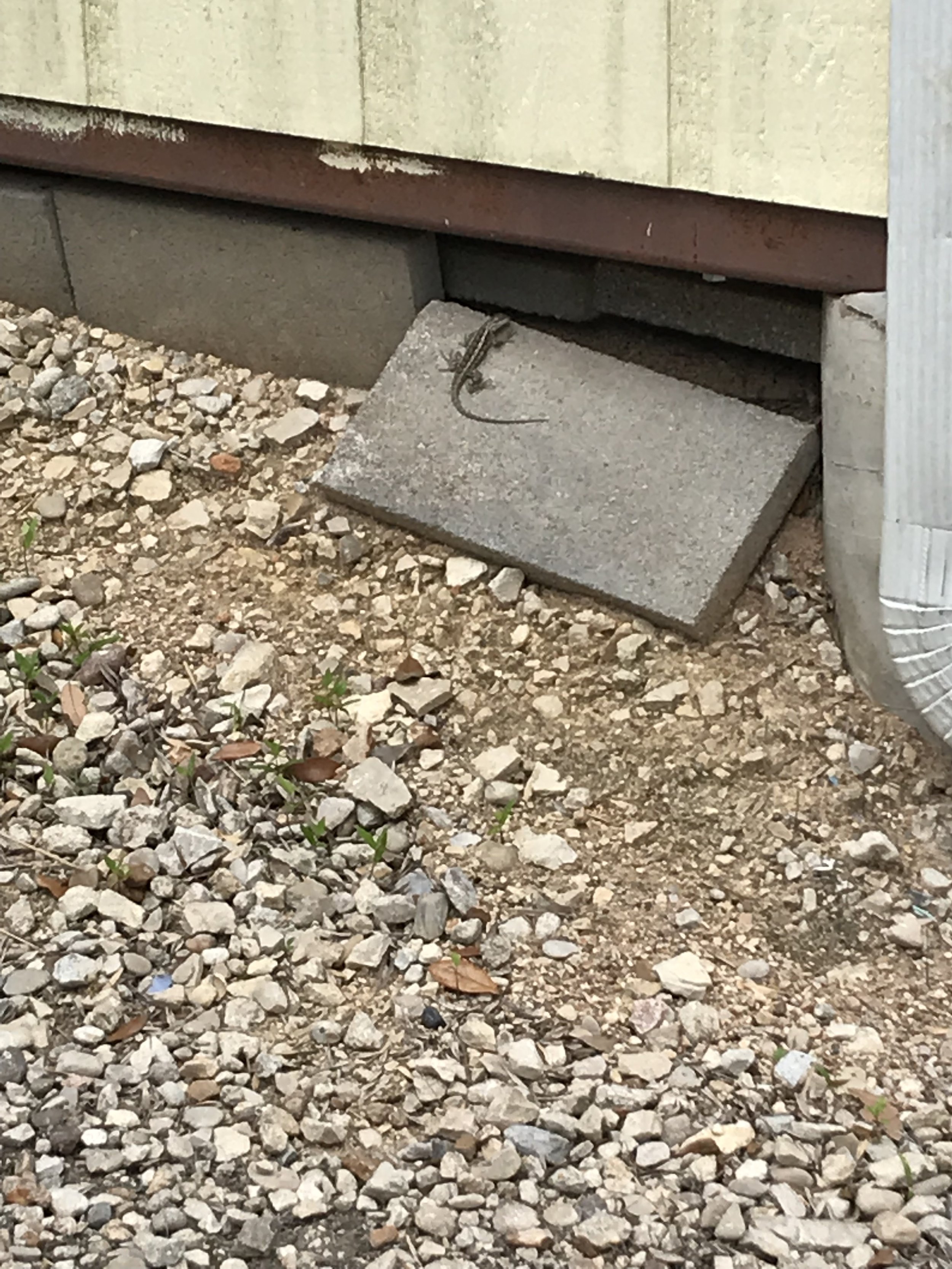 LIZARD!