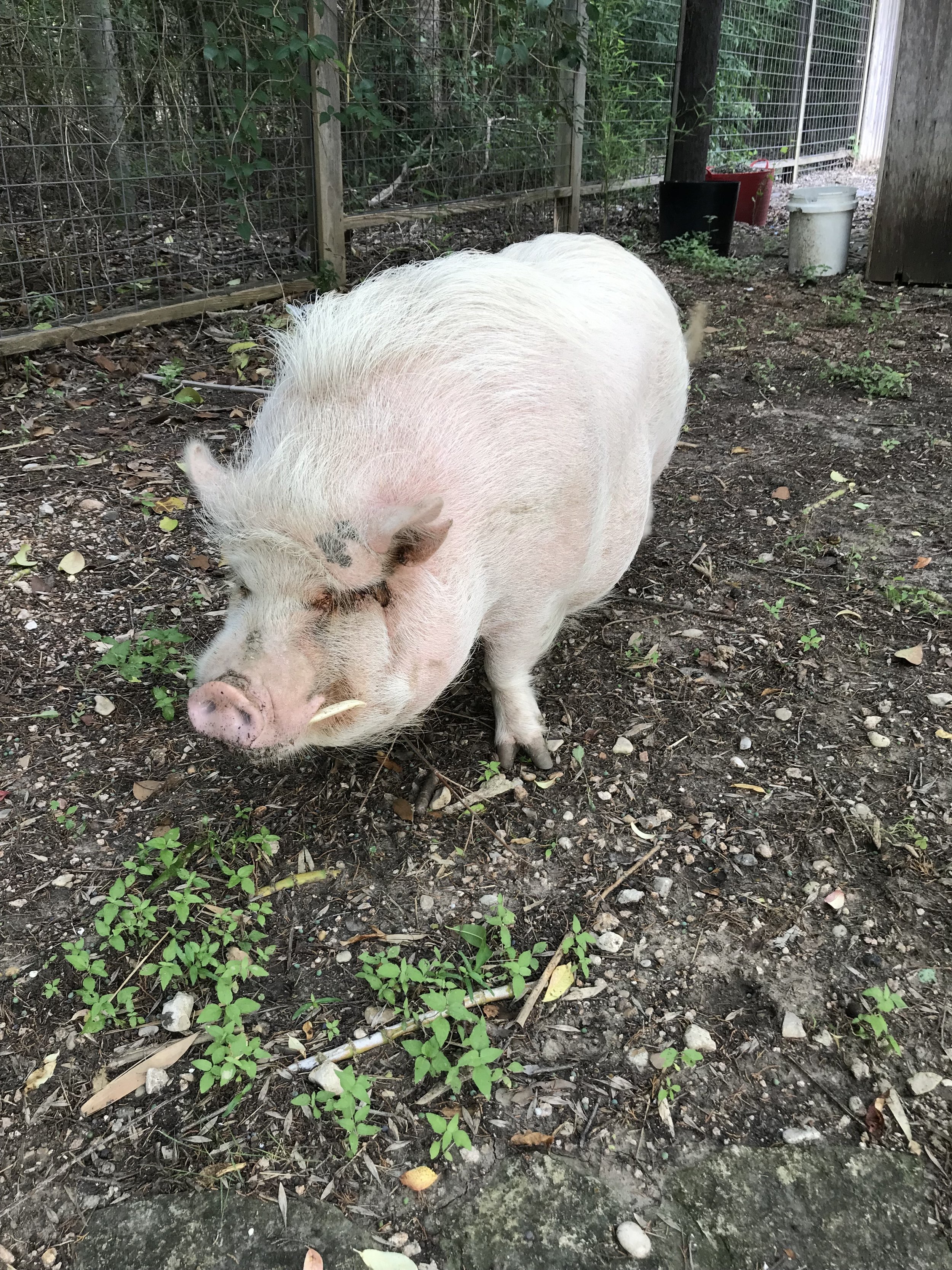 I have petted the pigs