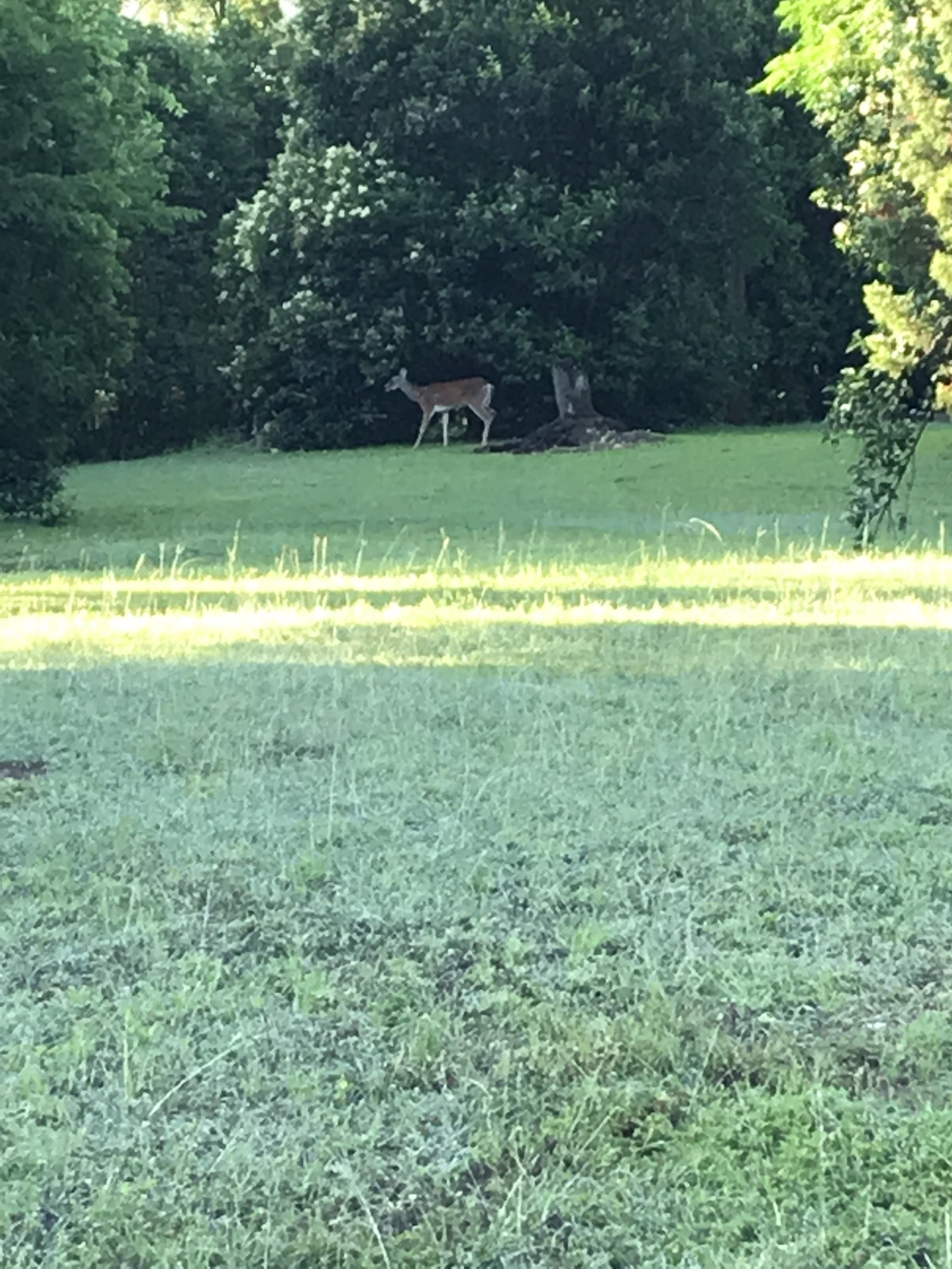 Deer