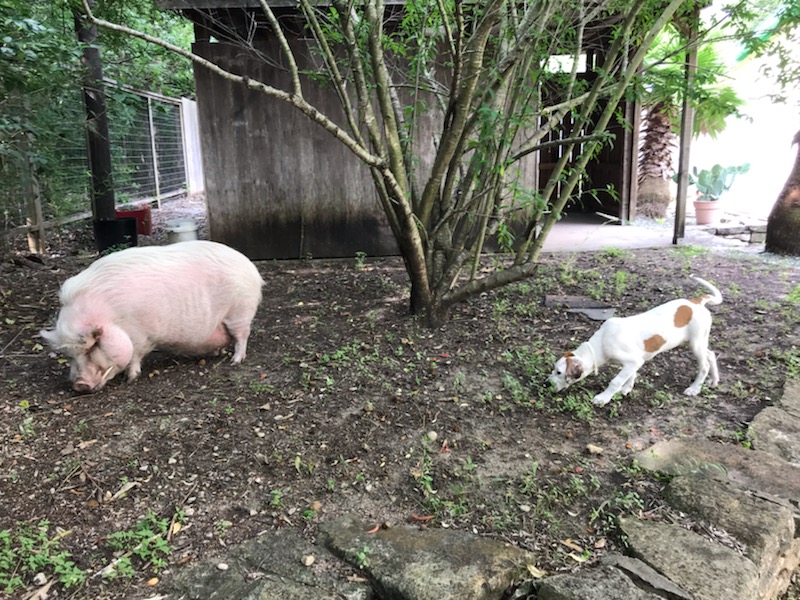 Freckles not sure what to make of pig