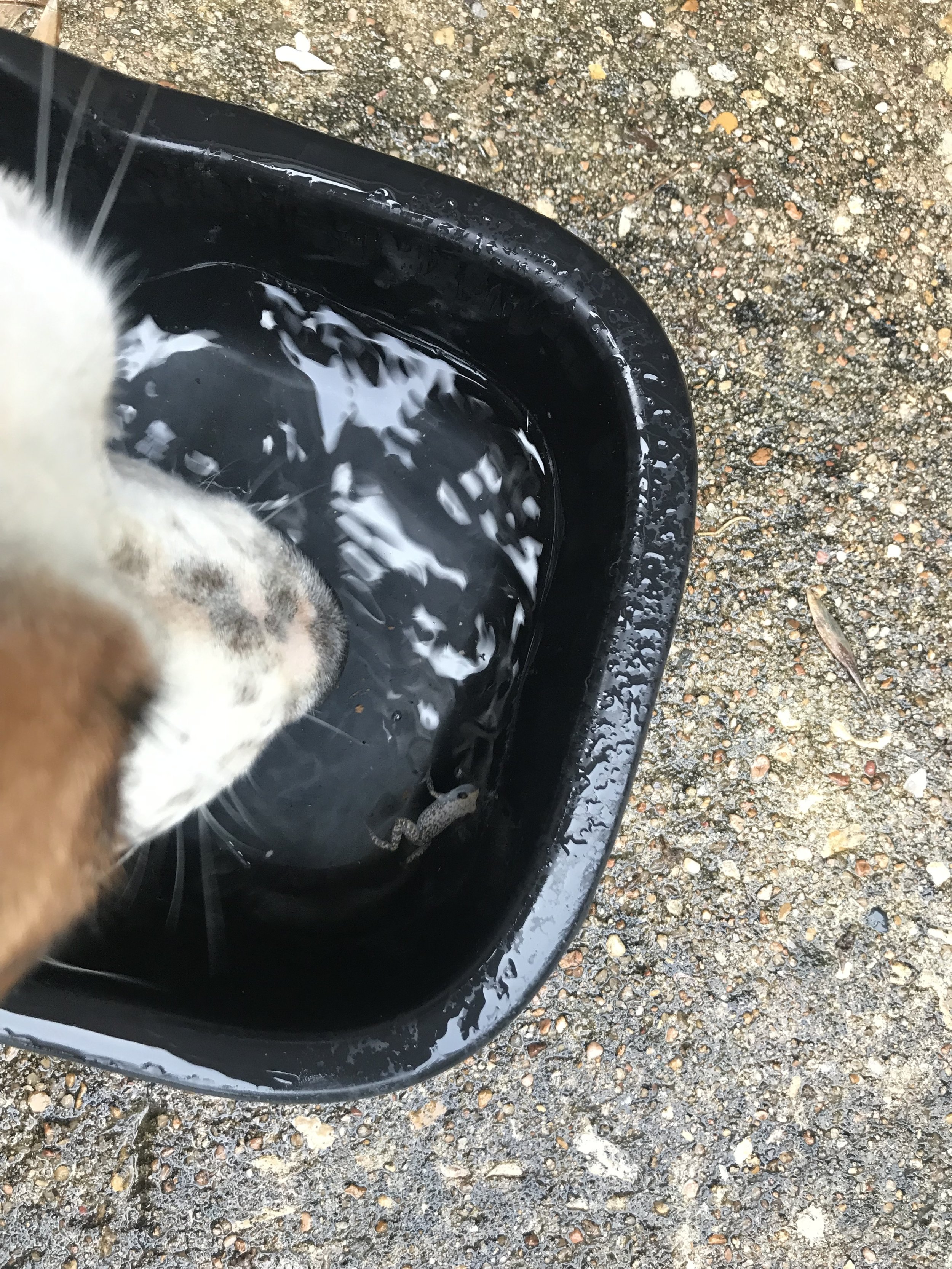 Toad in Freckle's water dish