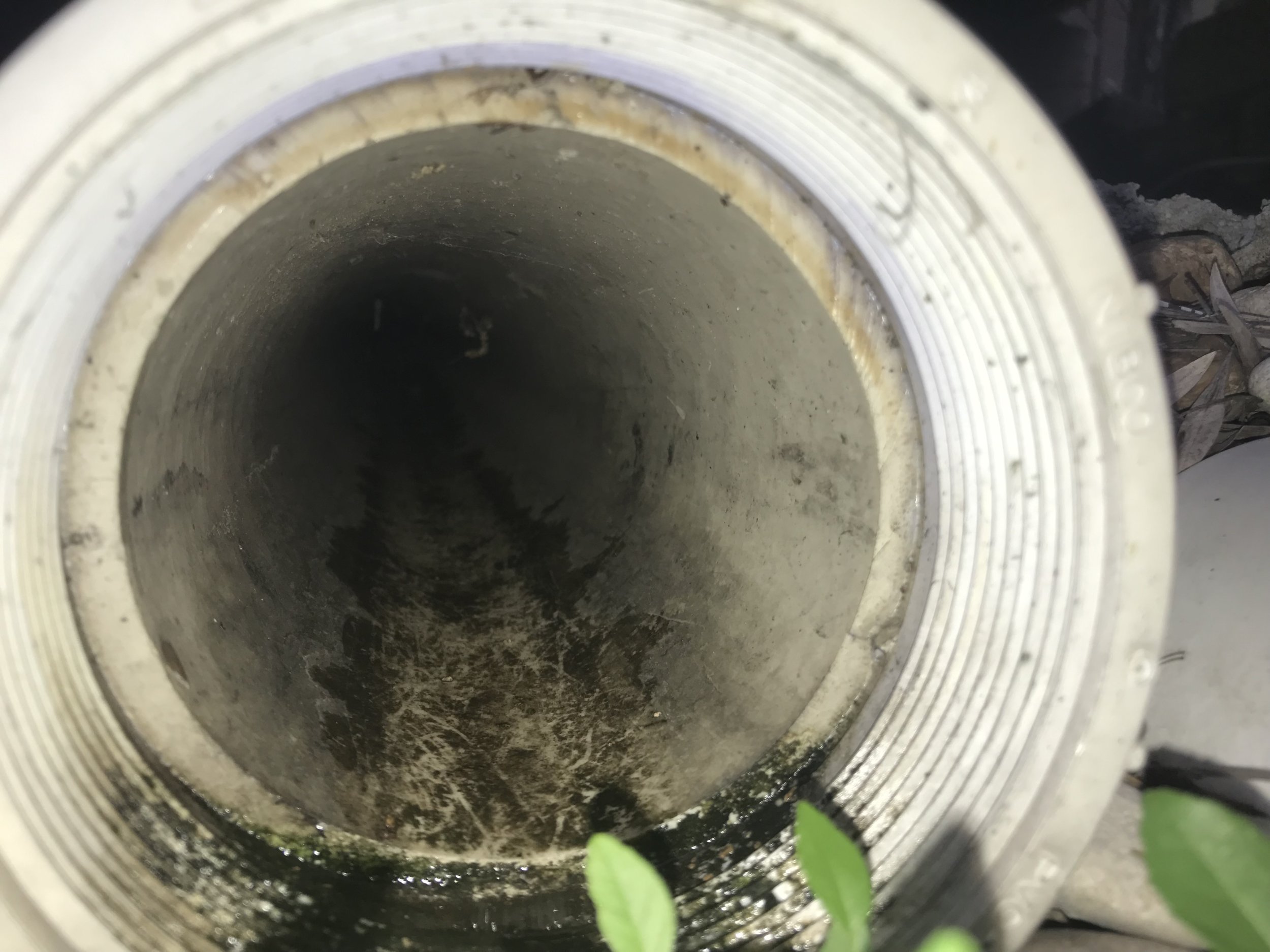 Saw VERY LARGE toad hide in here