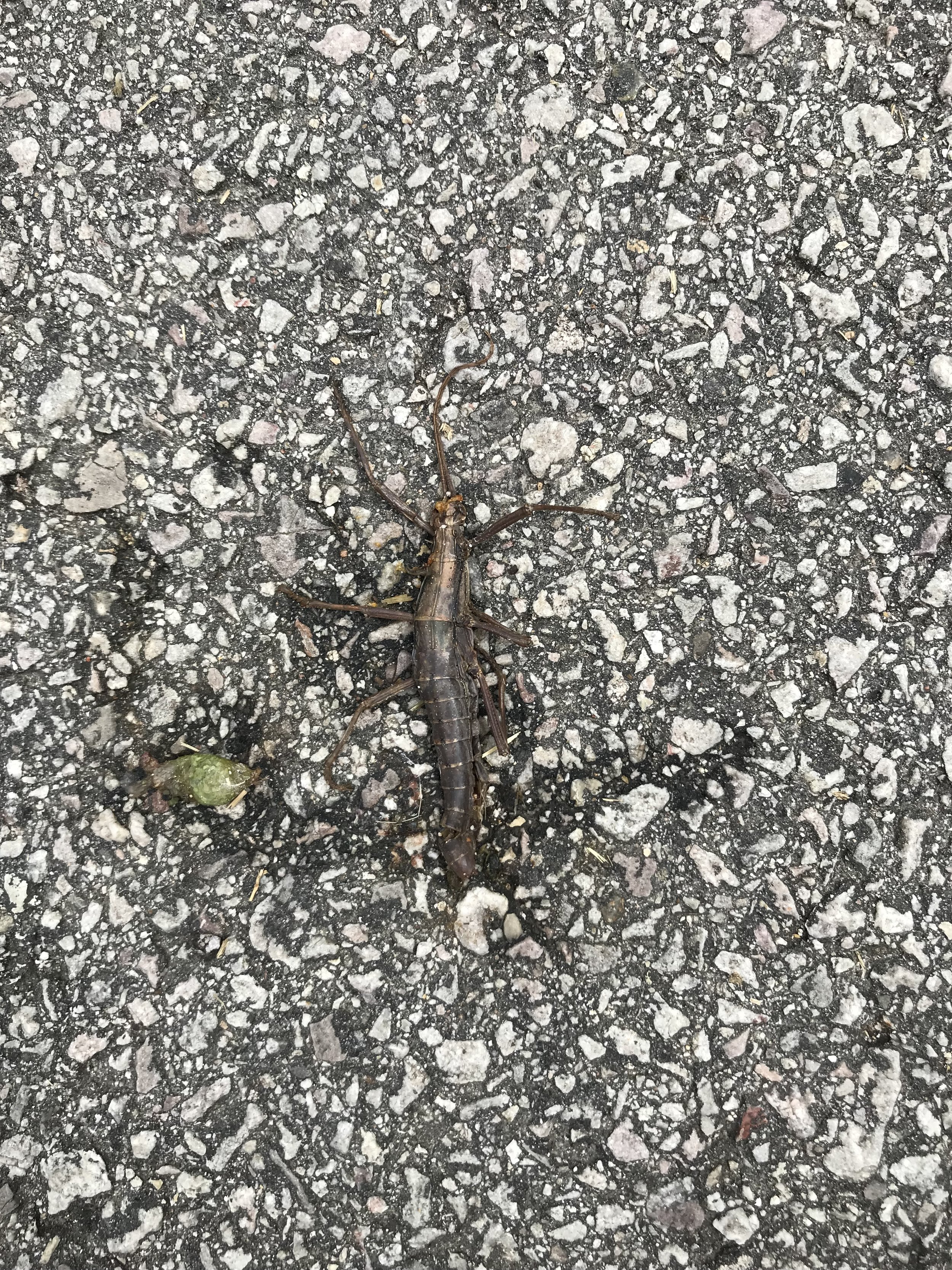 Let me know if you know what kind of bug this is