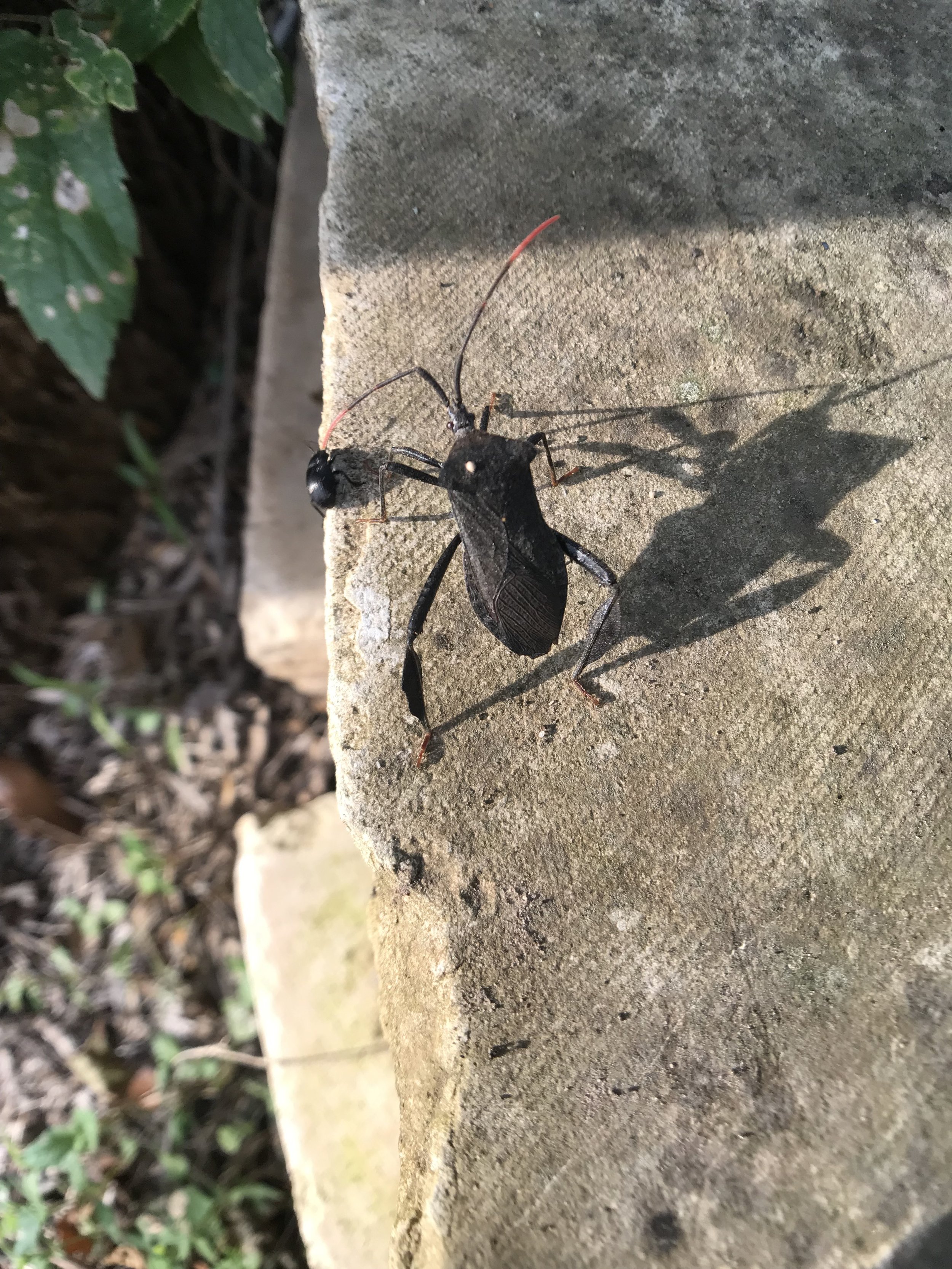 As little beetle went by, big beetle "followed" it with its left antennae