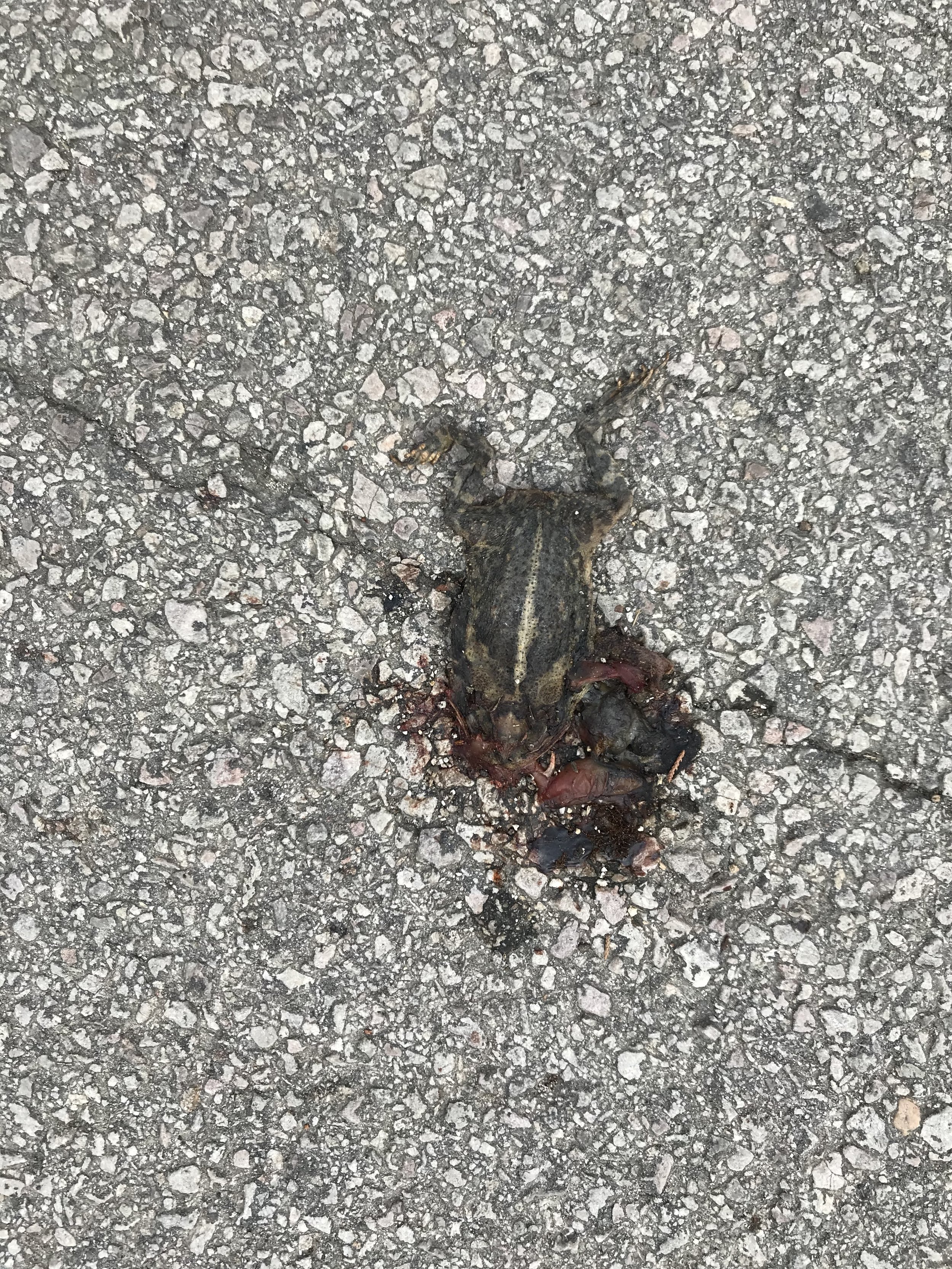 Roadkill images are just as interesting as other images in my opinion