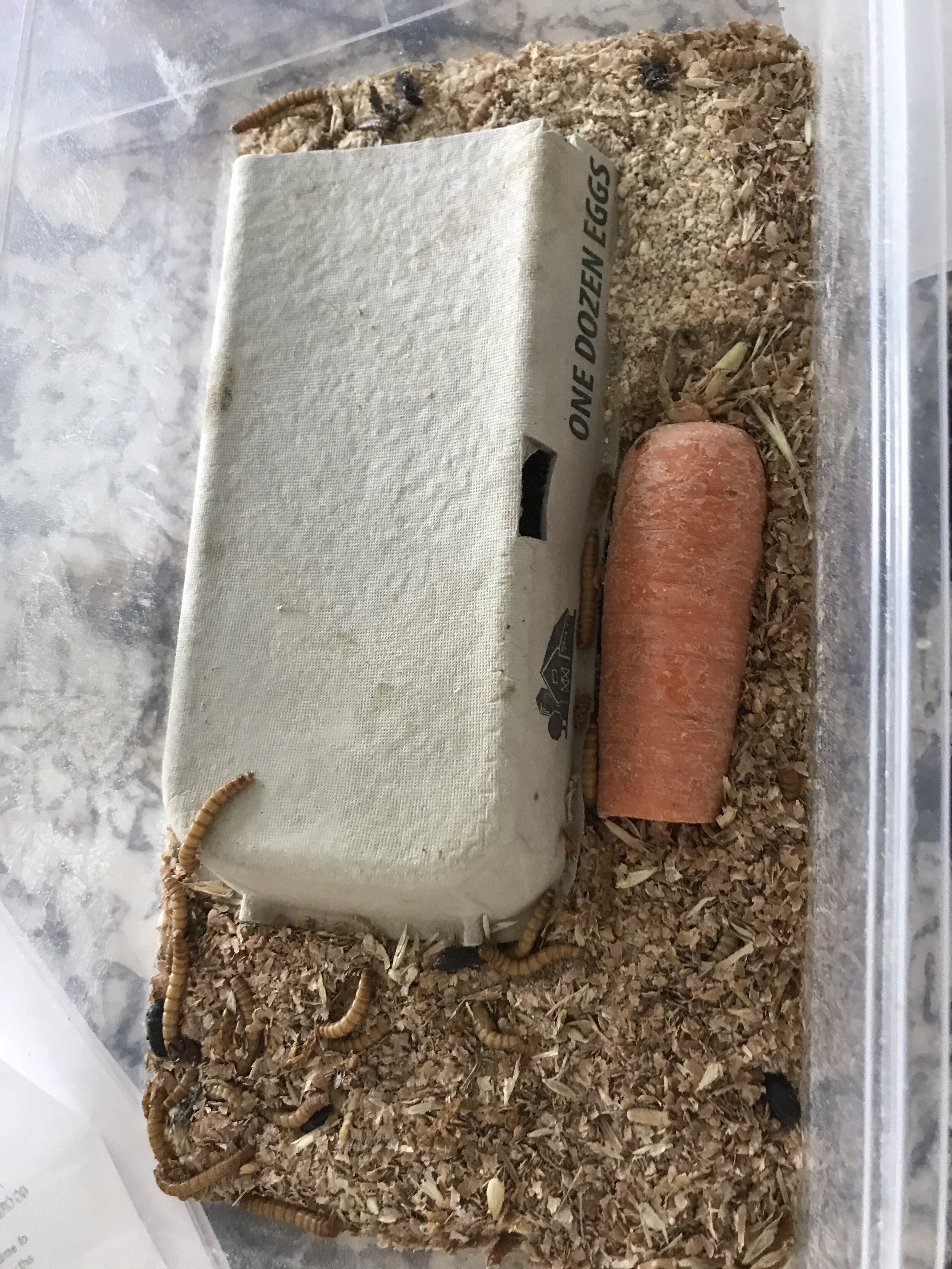 Mealworm kit