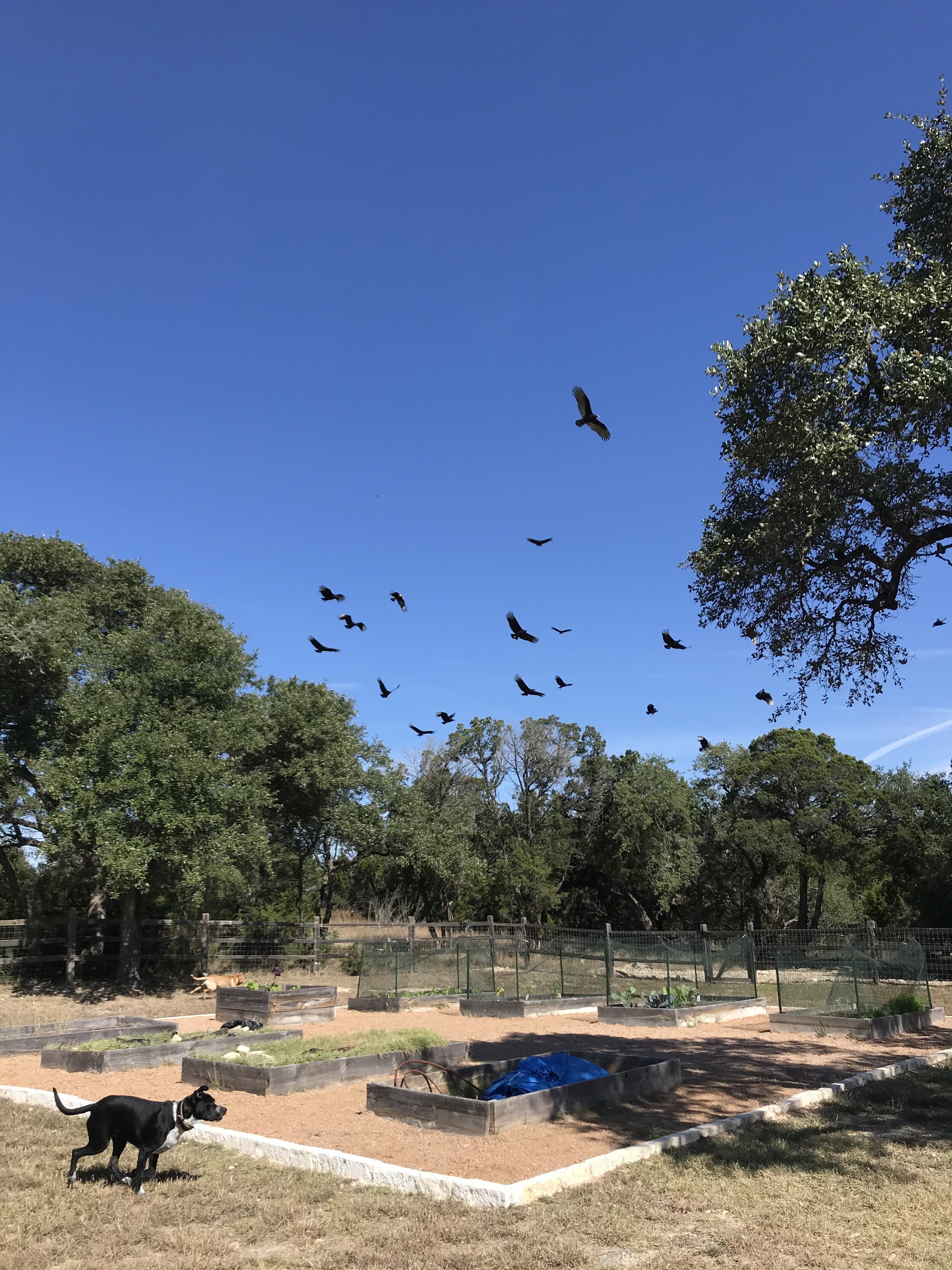 huge number of vultures flying overhead