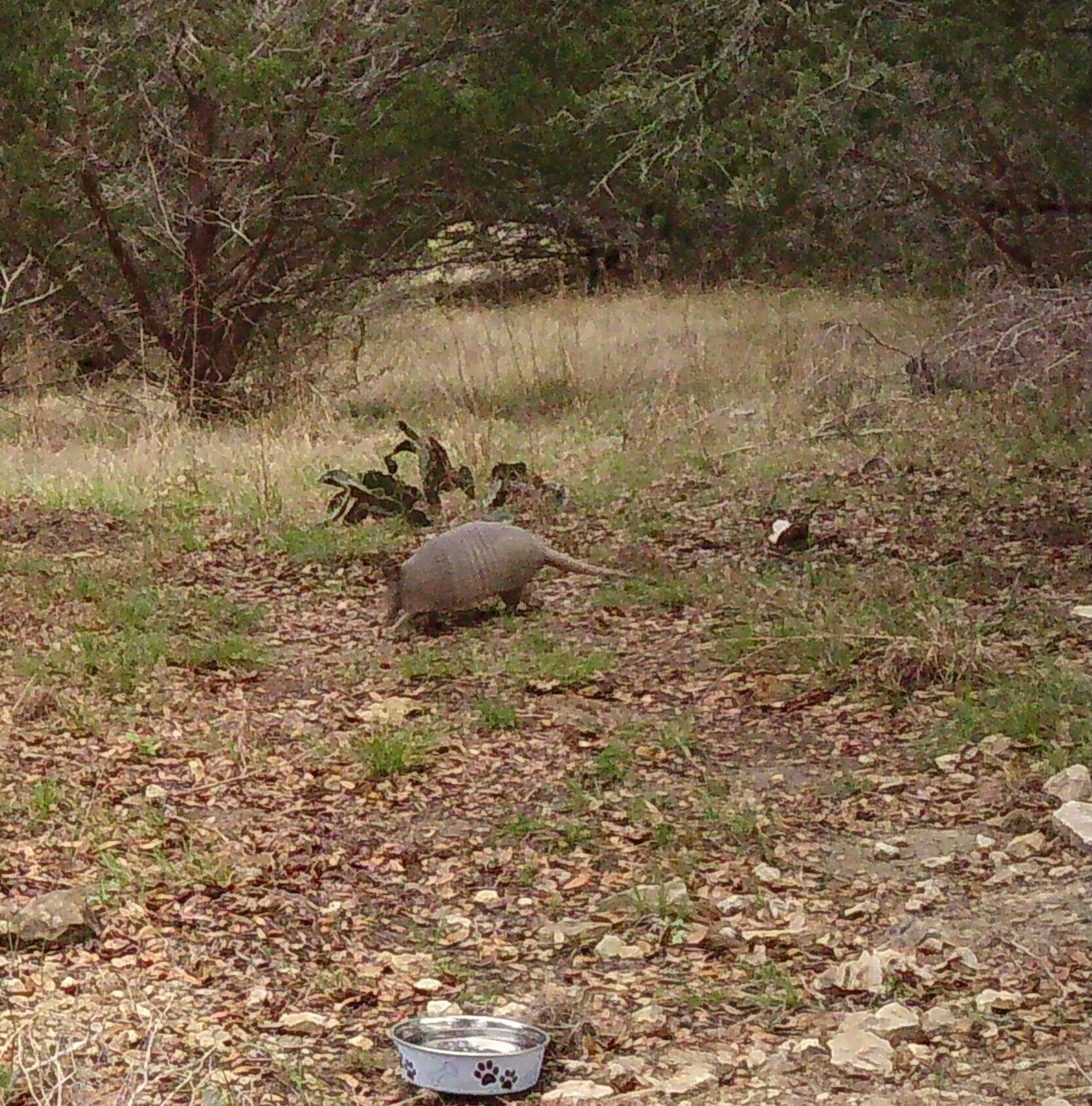Armadillo on trail cam