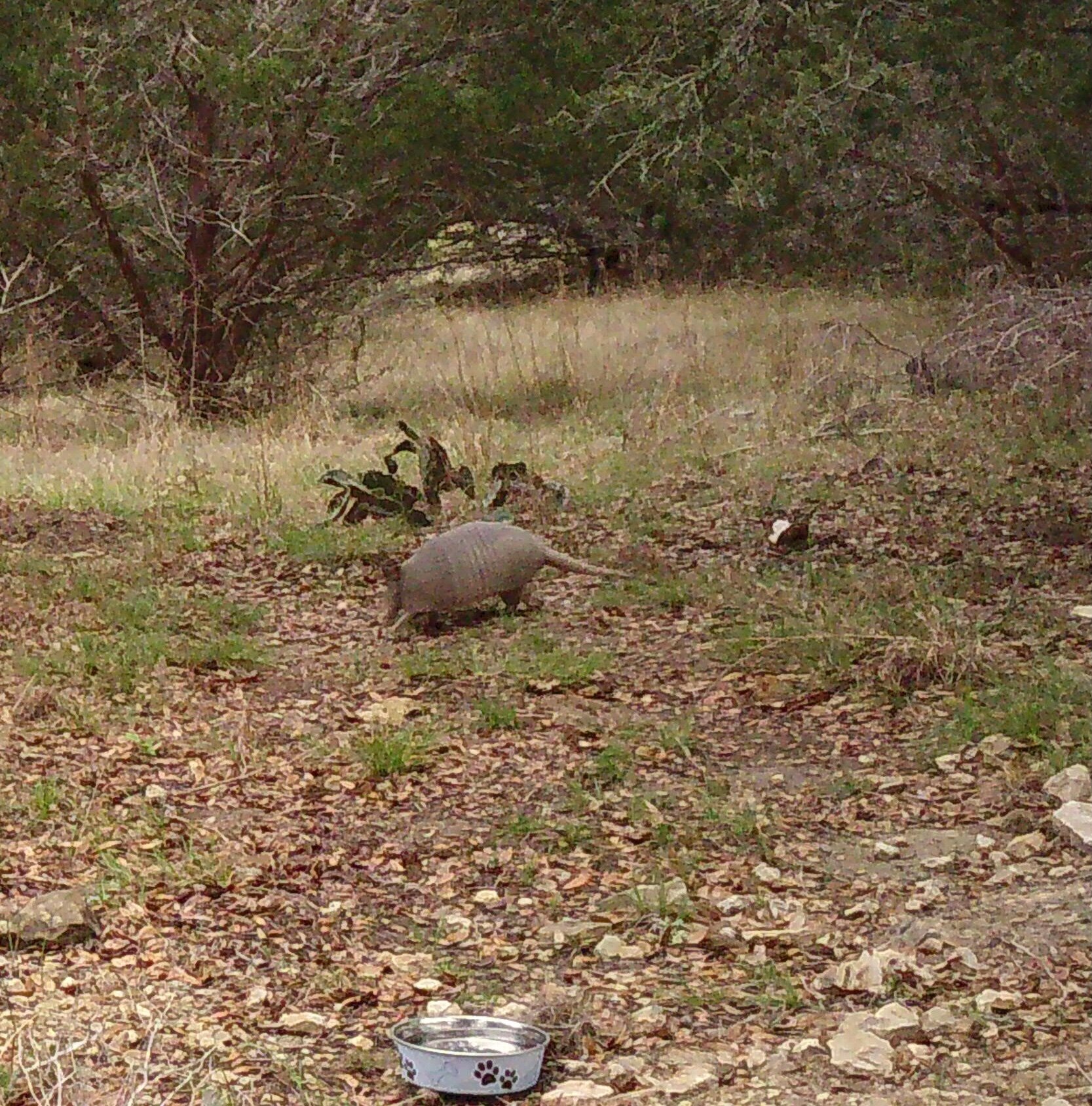 Armadillo on trail cam