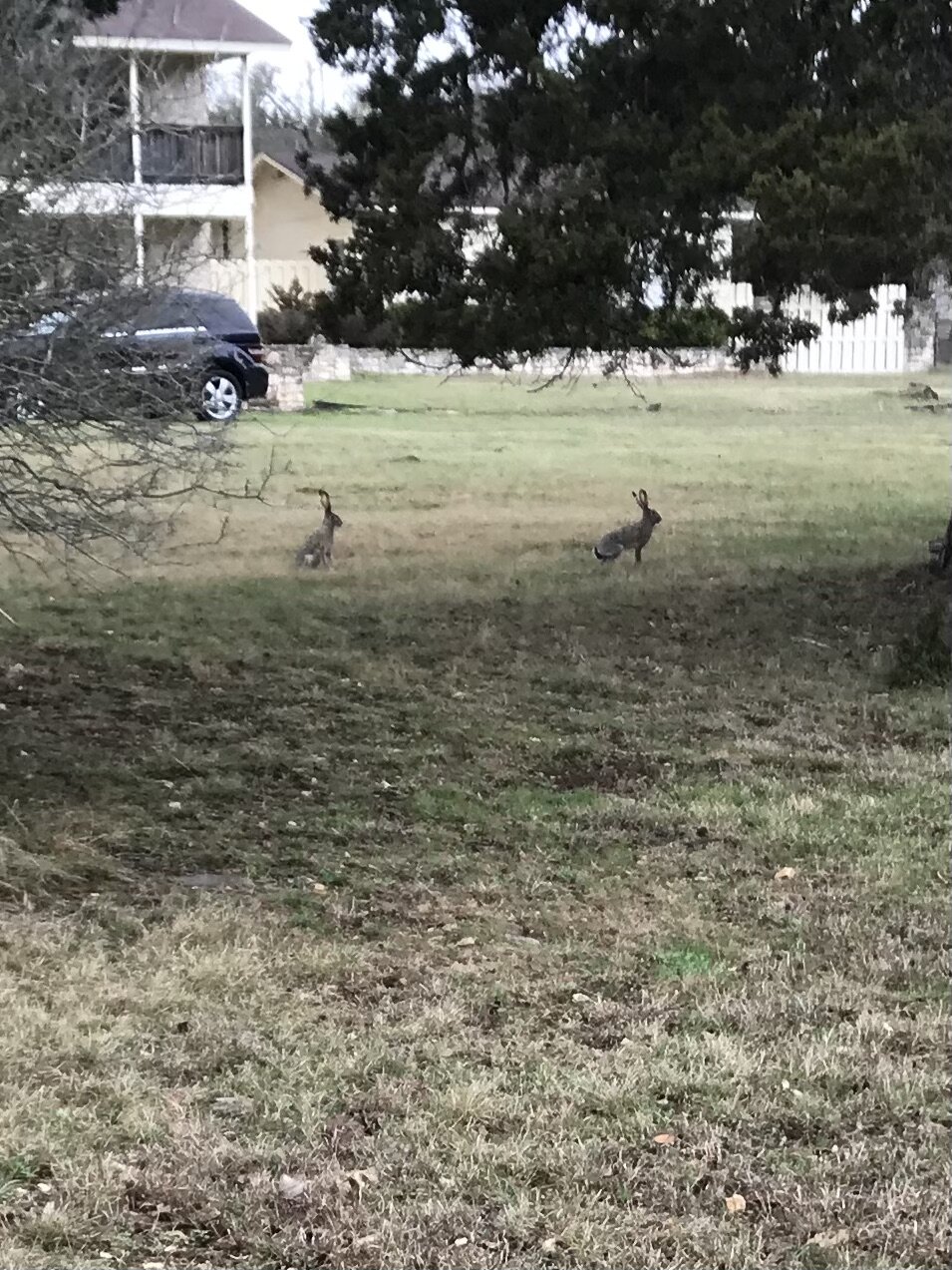 Black-tailed Jackrabbits