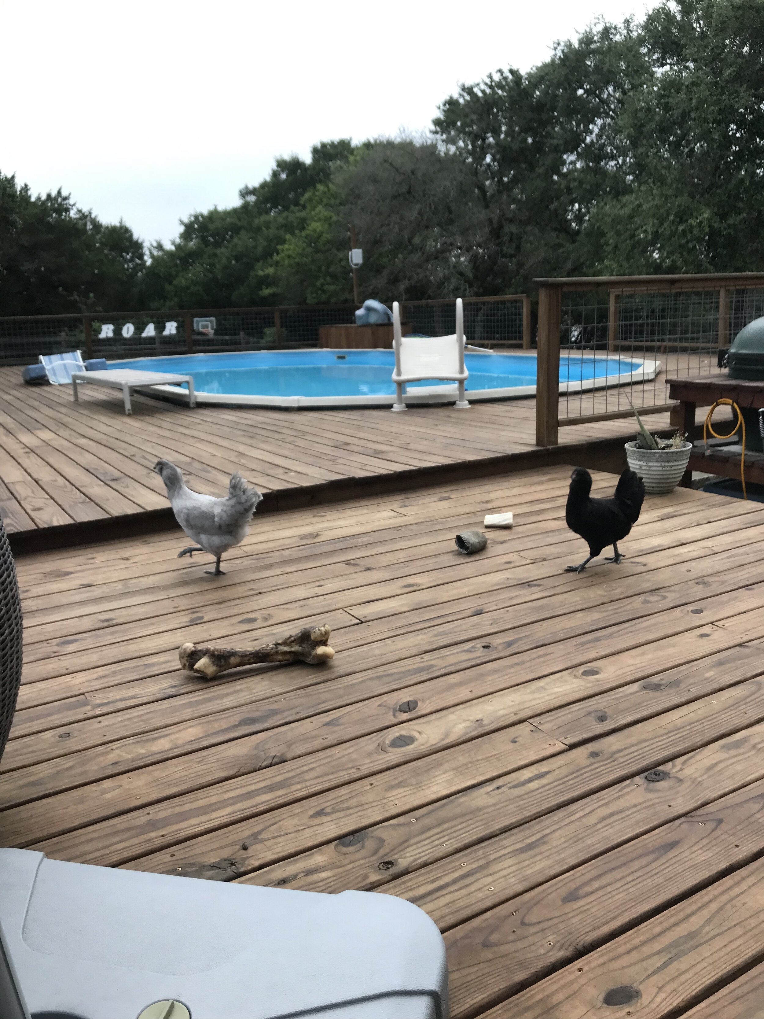Pullets "chicken out" before crossing deck