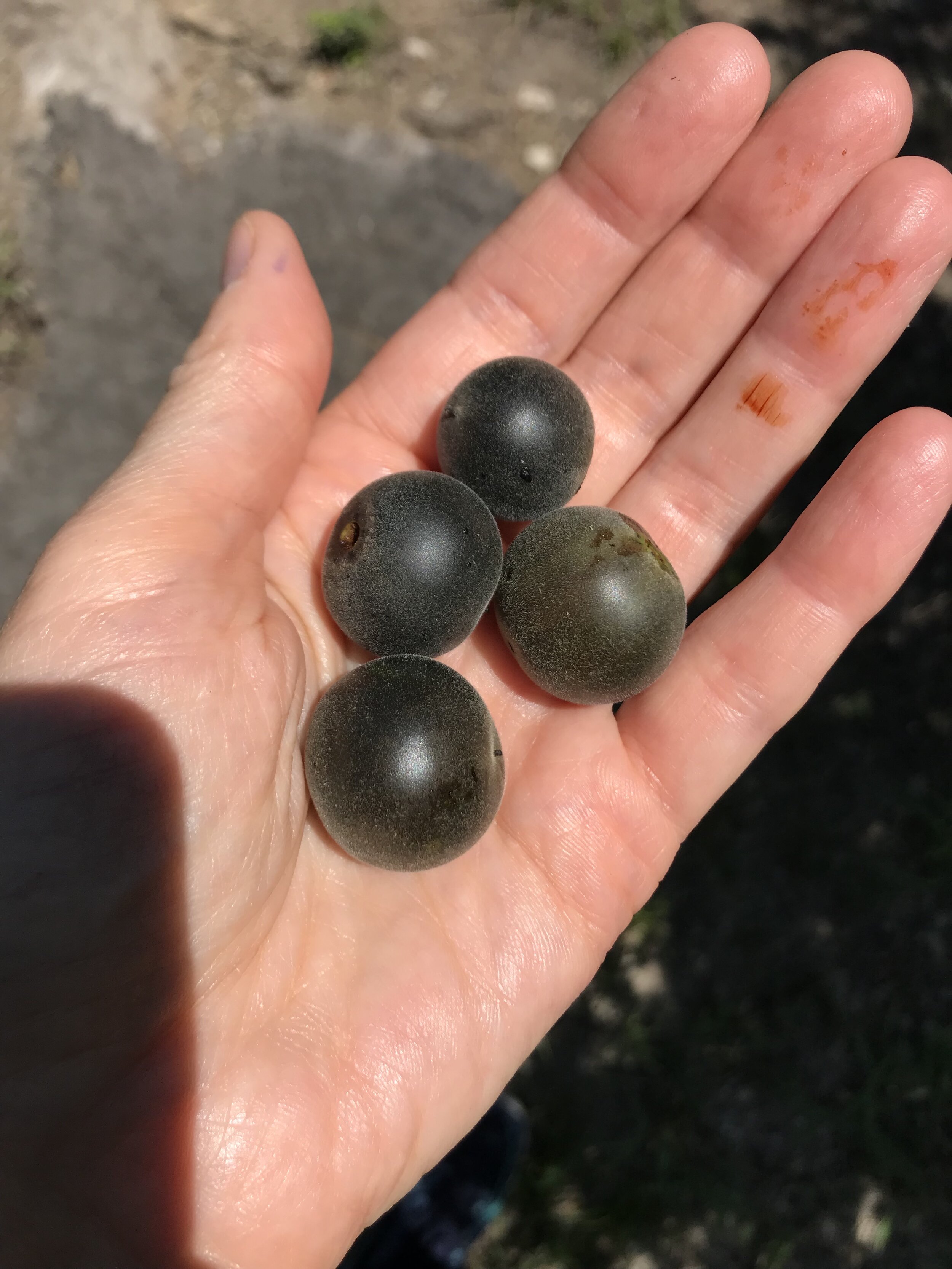 Texas Persimmons from our yard