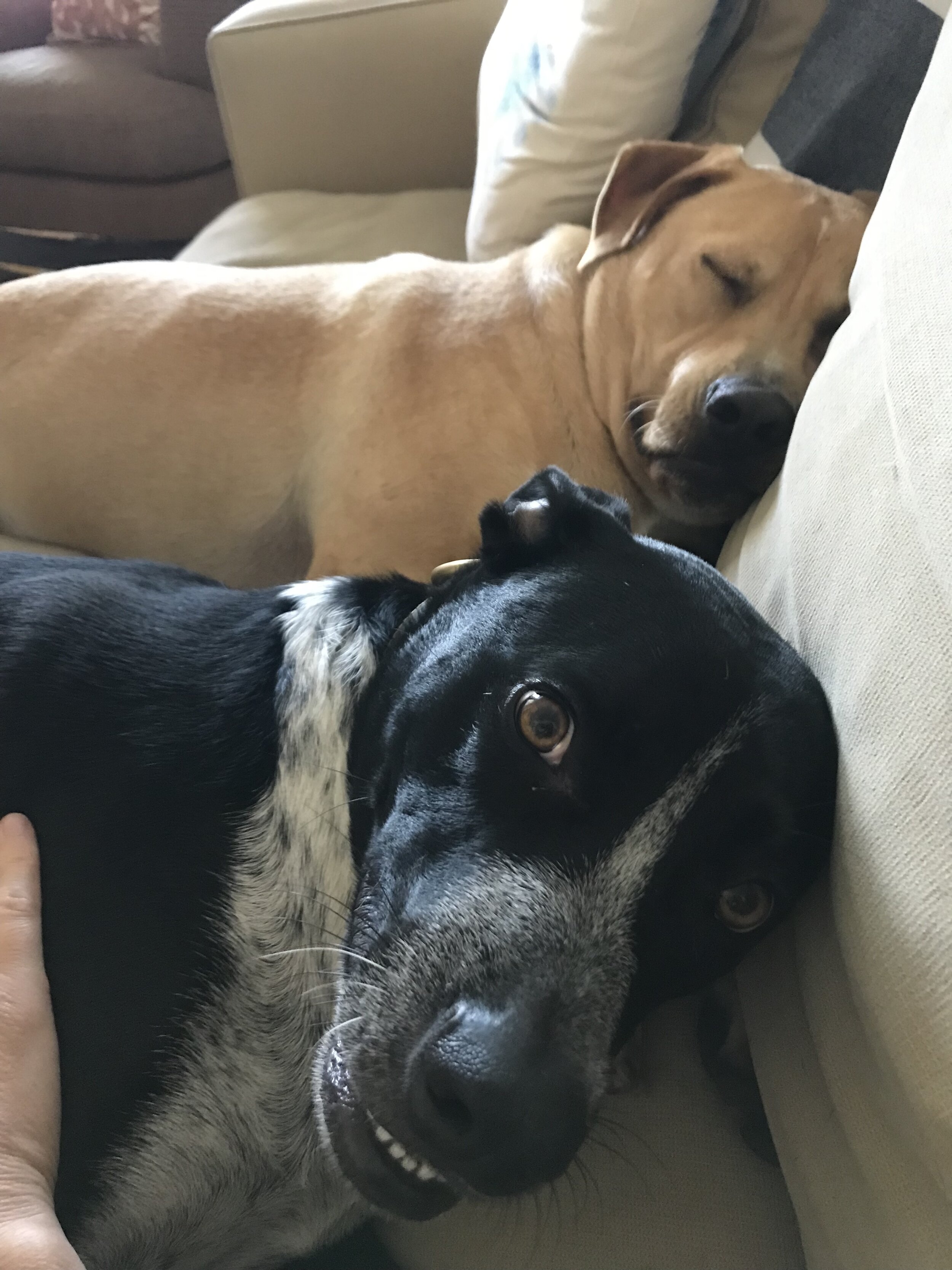 dogs_couch.jpg