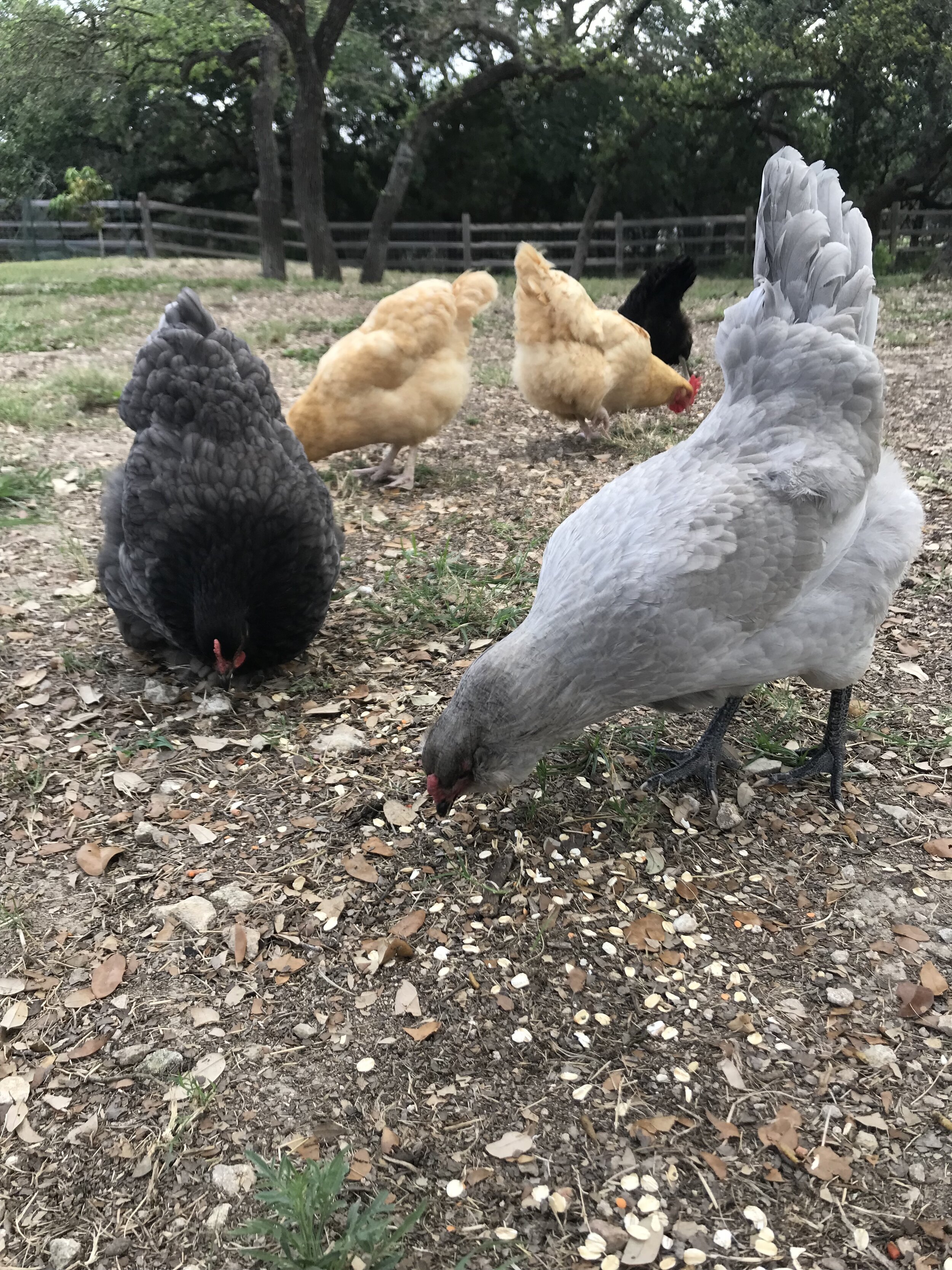 chickens.jpg