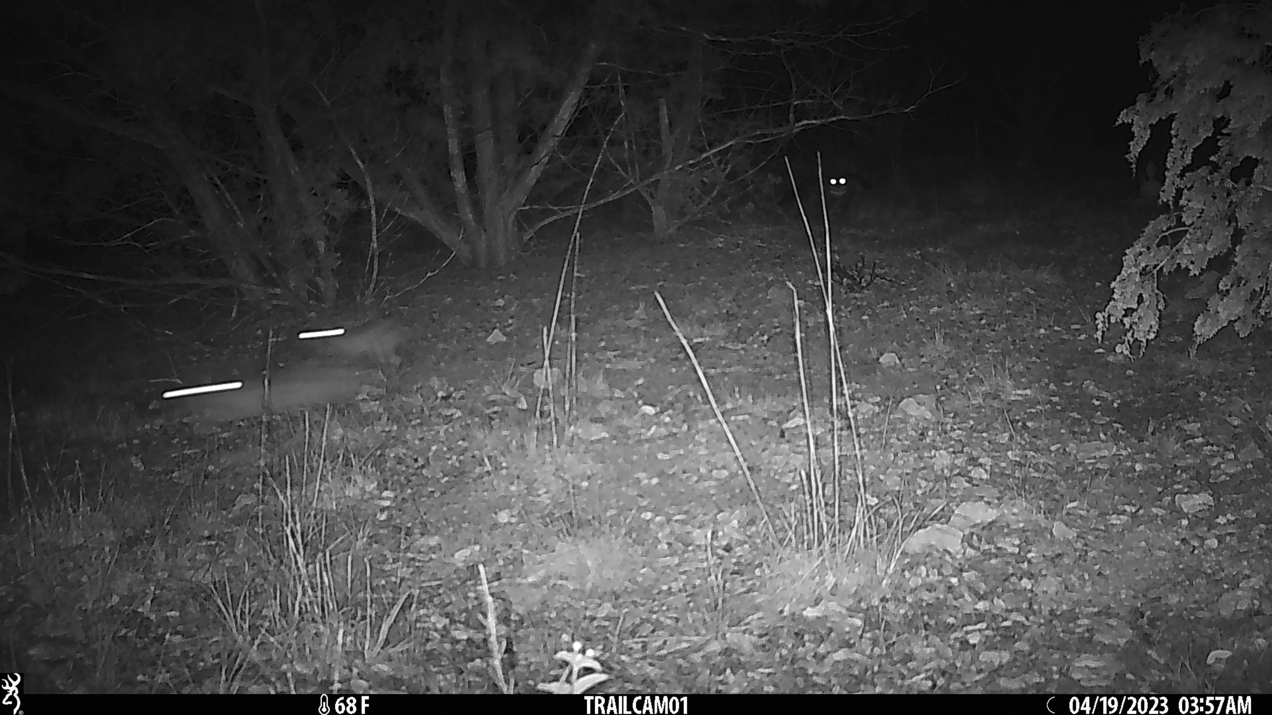 First of two images. see owl eyes on right. Rabbits fleeing on left