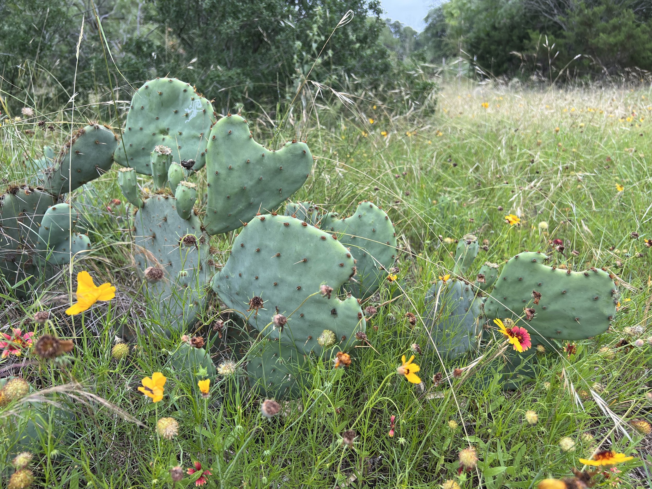 cacti.jpg