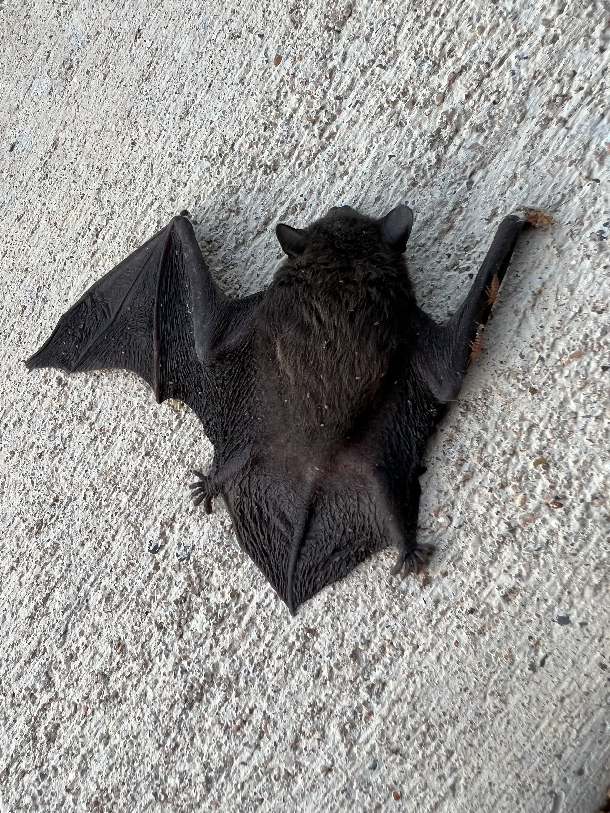 bat.jpg