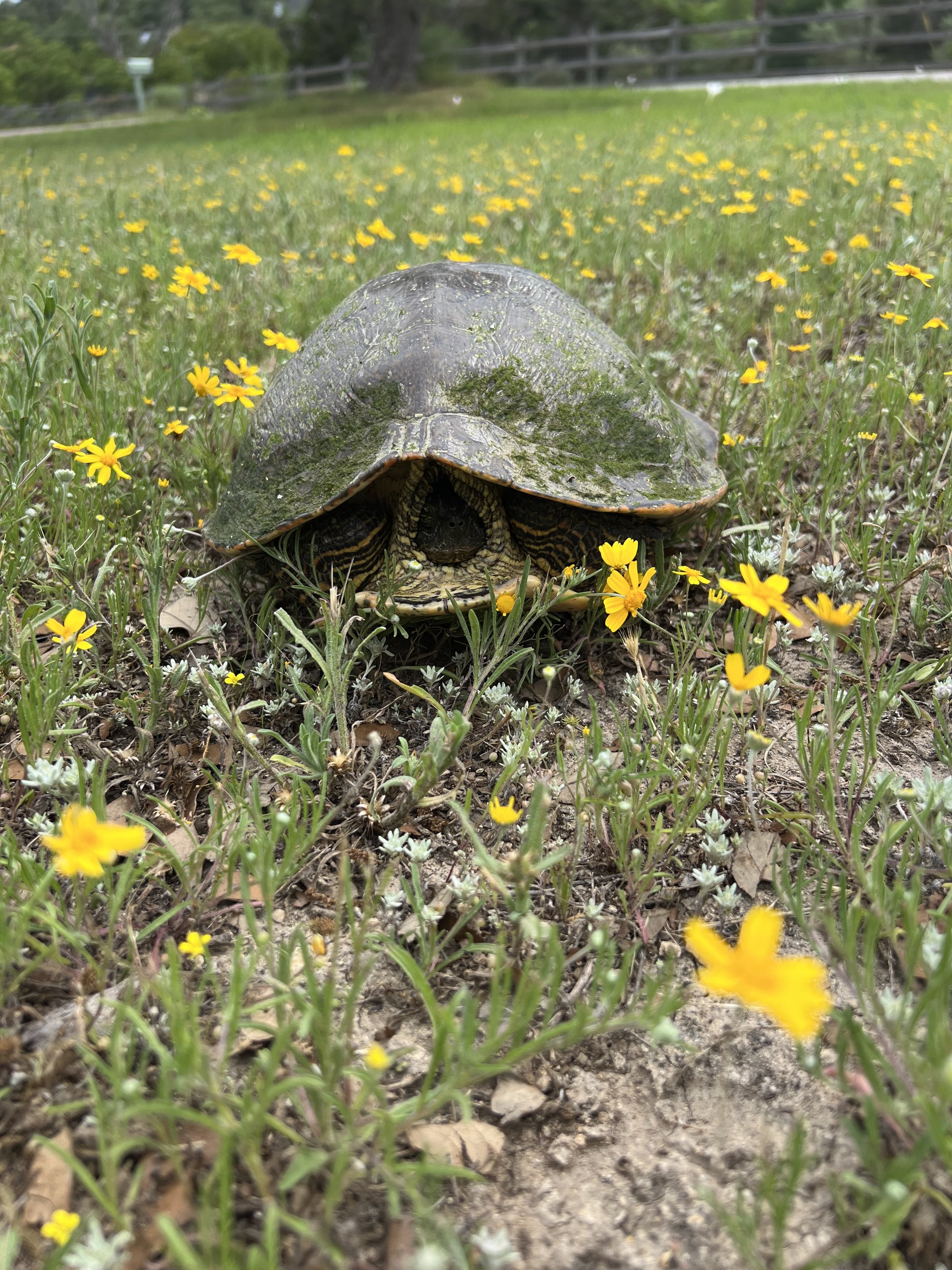 turtle in yard.jpg